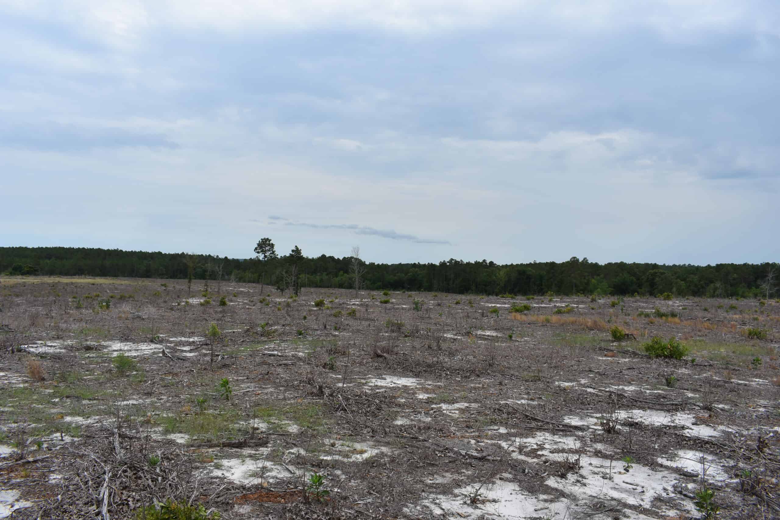 161 +/- Acres in Kershaw County, SC