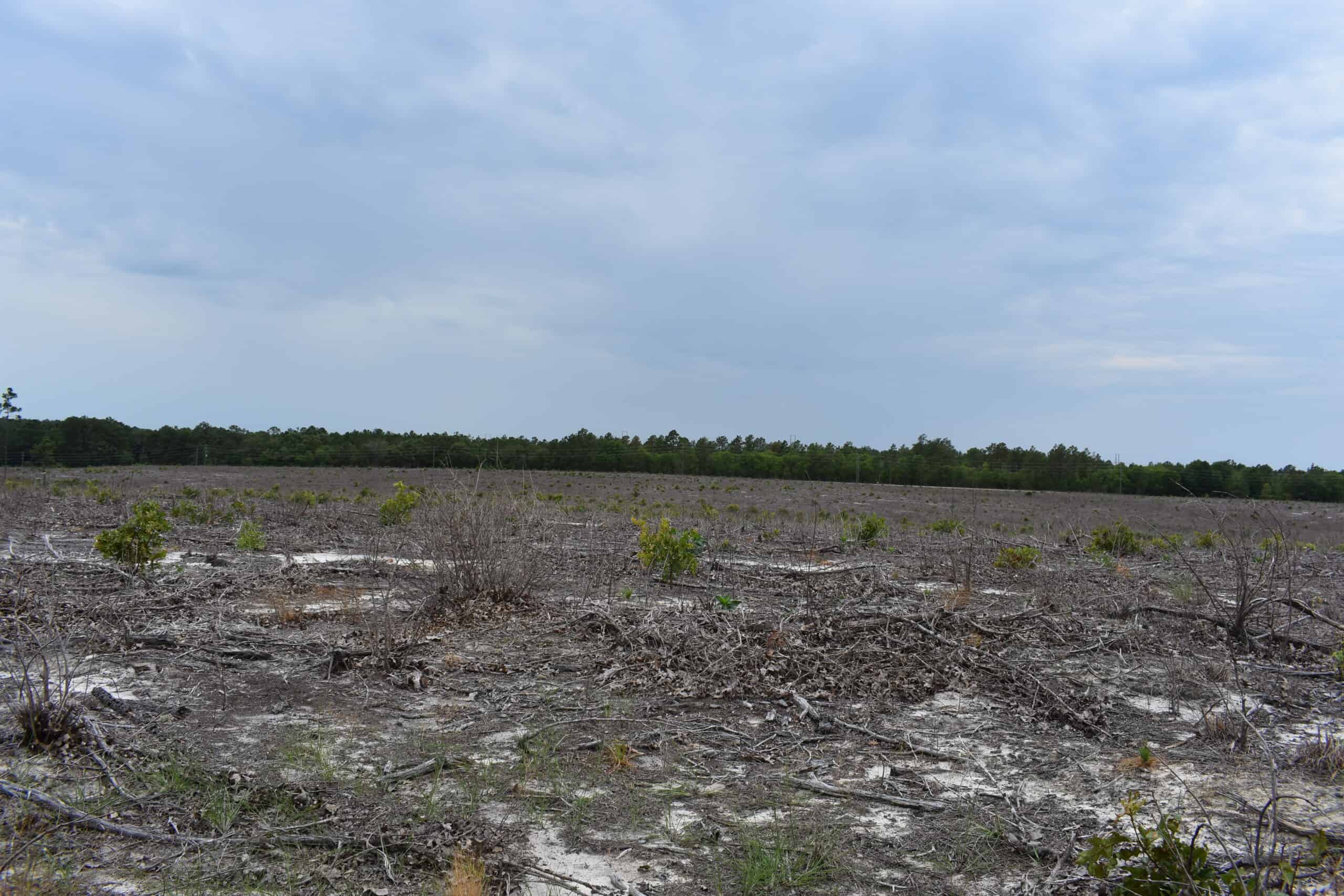 161 +/- Acres in Kershaw County, SC