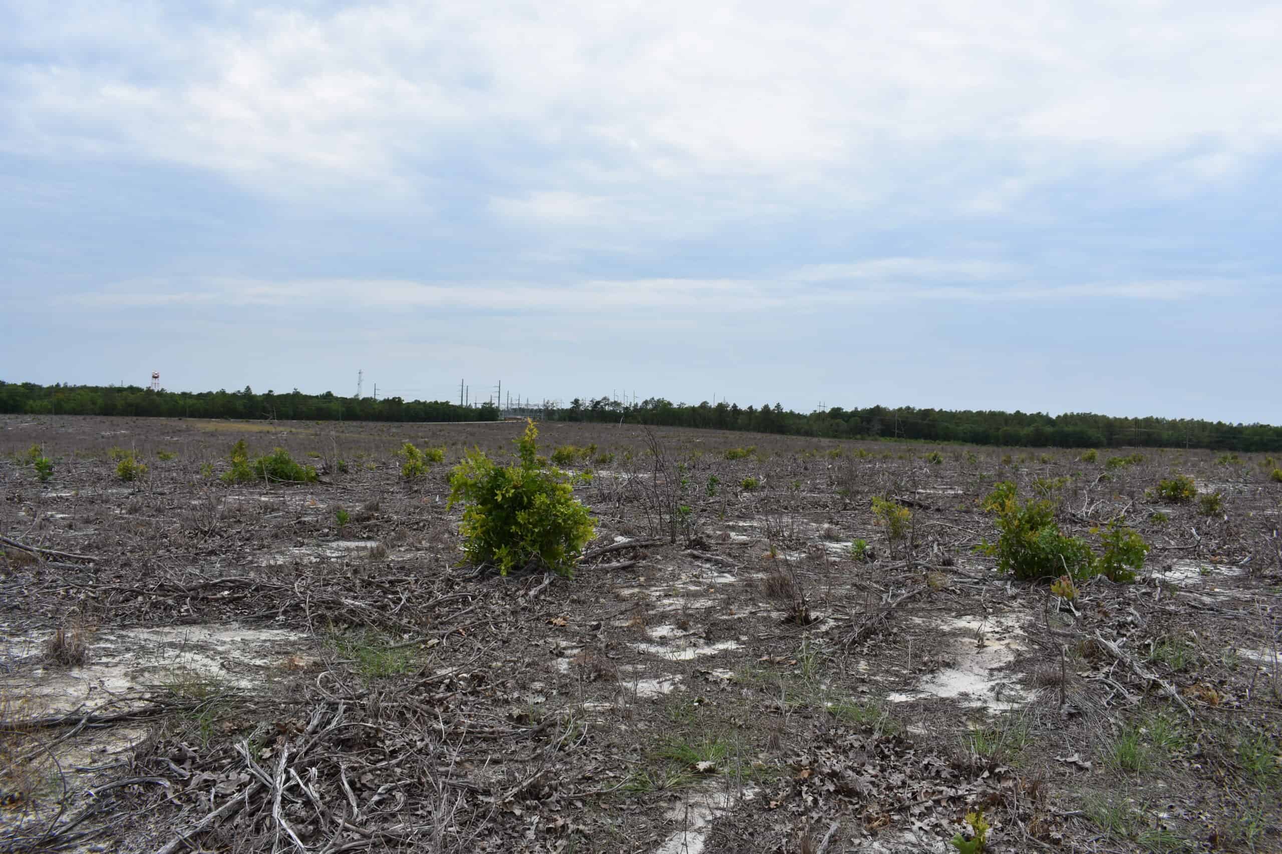 161 +/- Acres in Kershaw County, SC