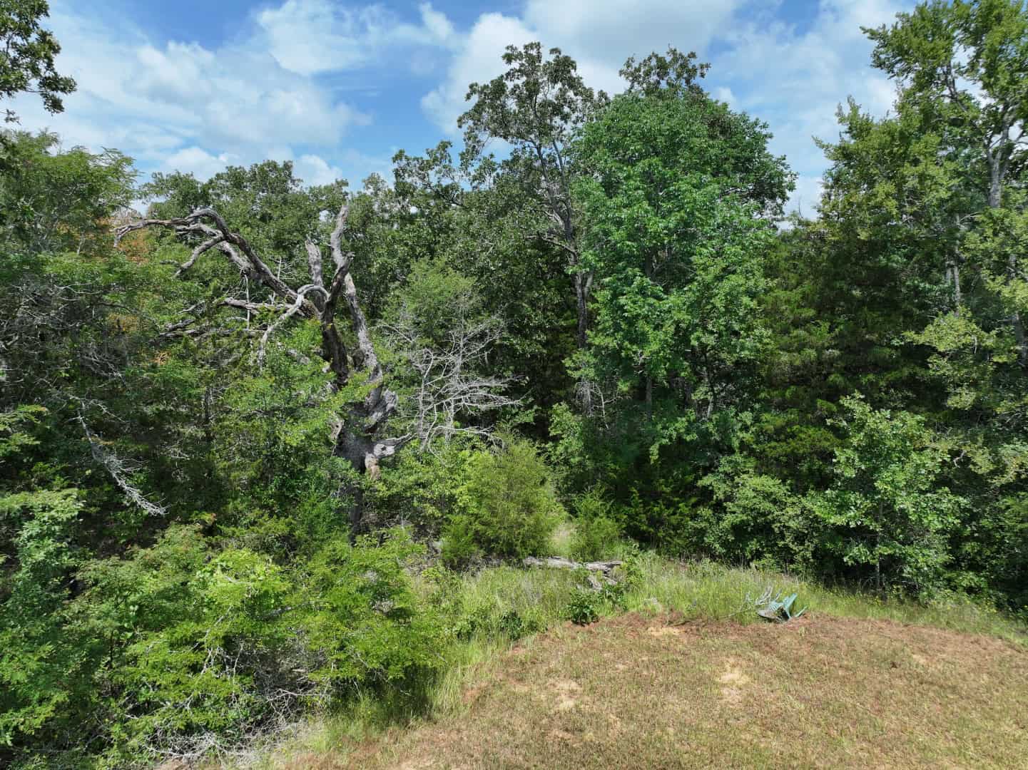 Hunters, Take Notice! 33.76 Acres of Off-Grid Bliss in Fairfield, TX – Your Ultimate Hunting Property!