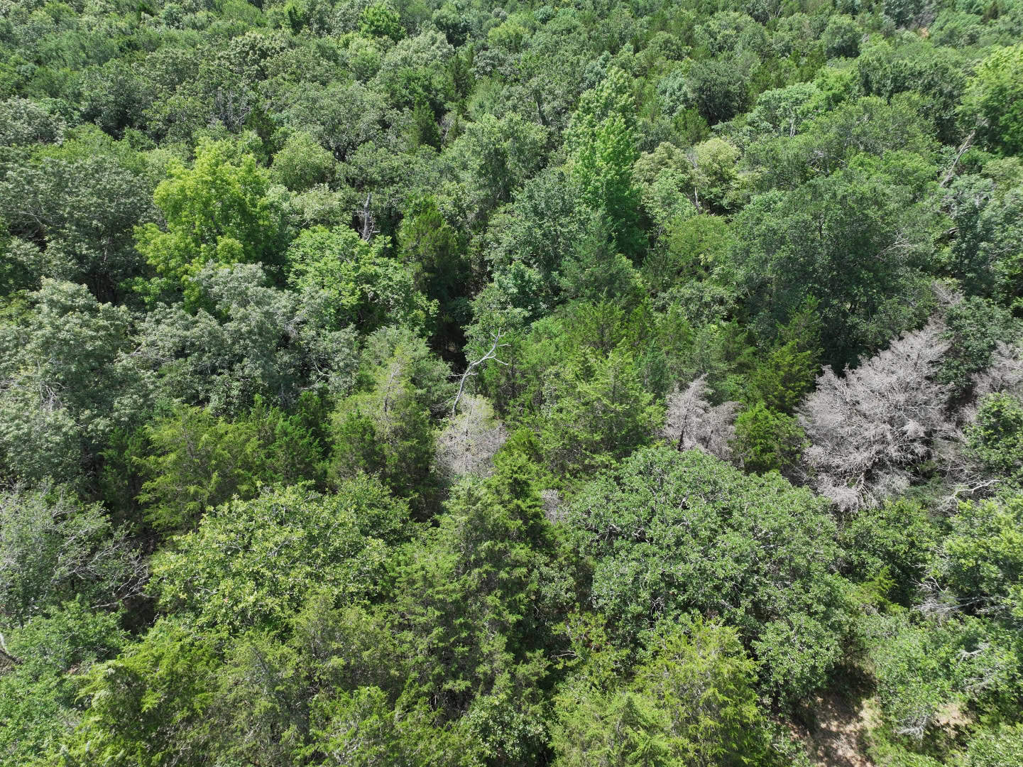 Hunters, Take Notice! 33.76 Acres of Off-Grid Bliss in Fairfield, TX – Your Ultimate Hunting Property!