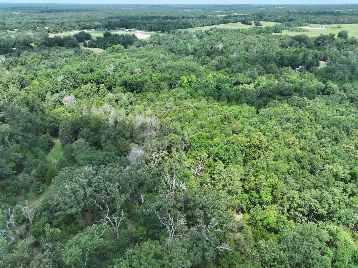 Hunters, Take Notice! 33.76 Acres of Off-Grid Bliss in Fairfield, TX – Your Ultimate Hunting Property!
