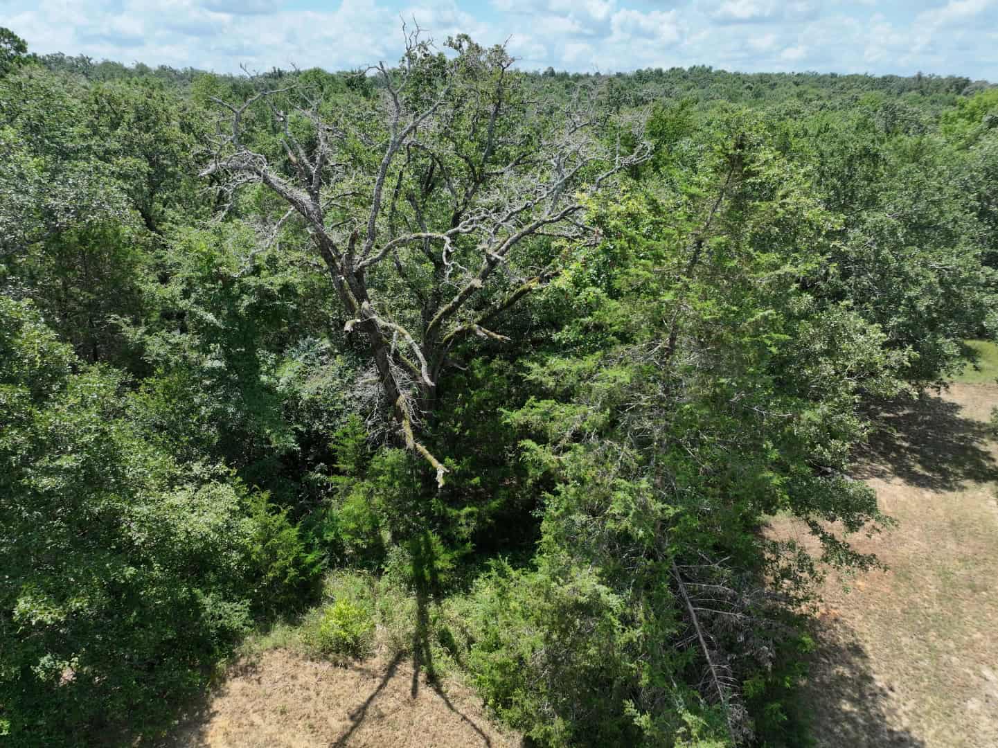 Hunters, Take Notice! 33.76 Acres of Off-Grid Bliss in Fairfield, TX – Your Ultimate Hunting Property!