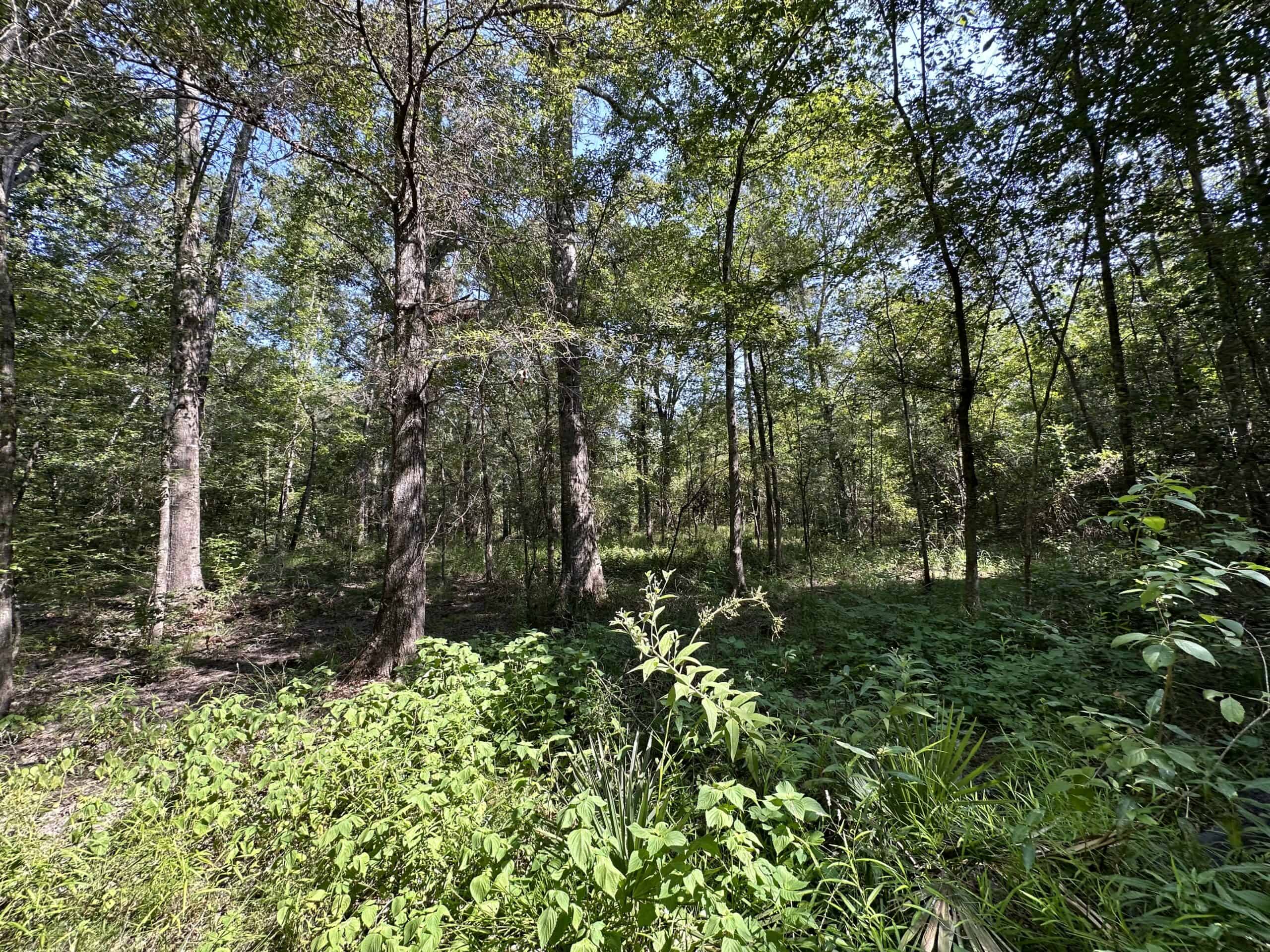 East Texas Hunting/Recreational Land For Sale