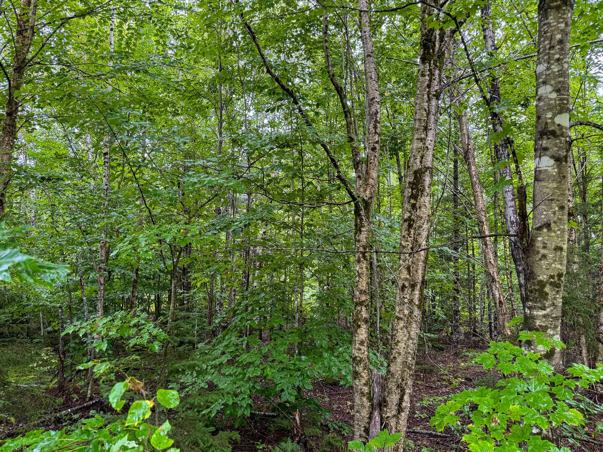 Private Maine Camp with 89± Acres