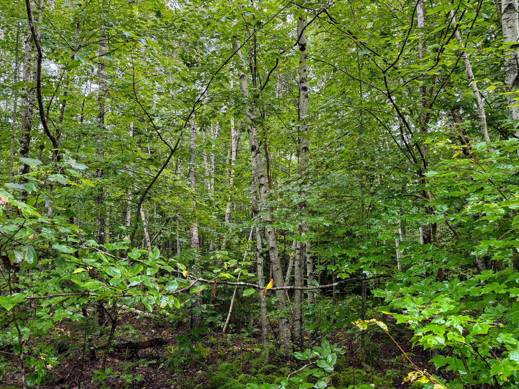 Private Maine Camp with 89± Acres