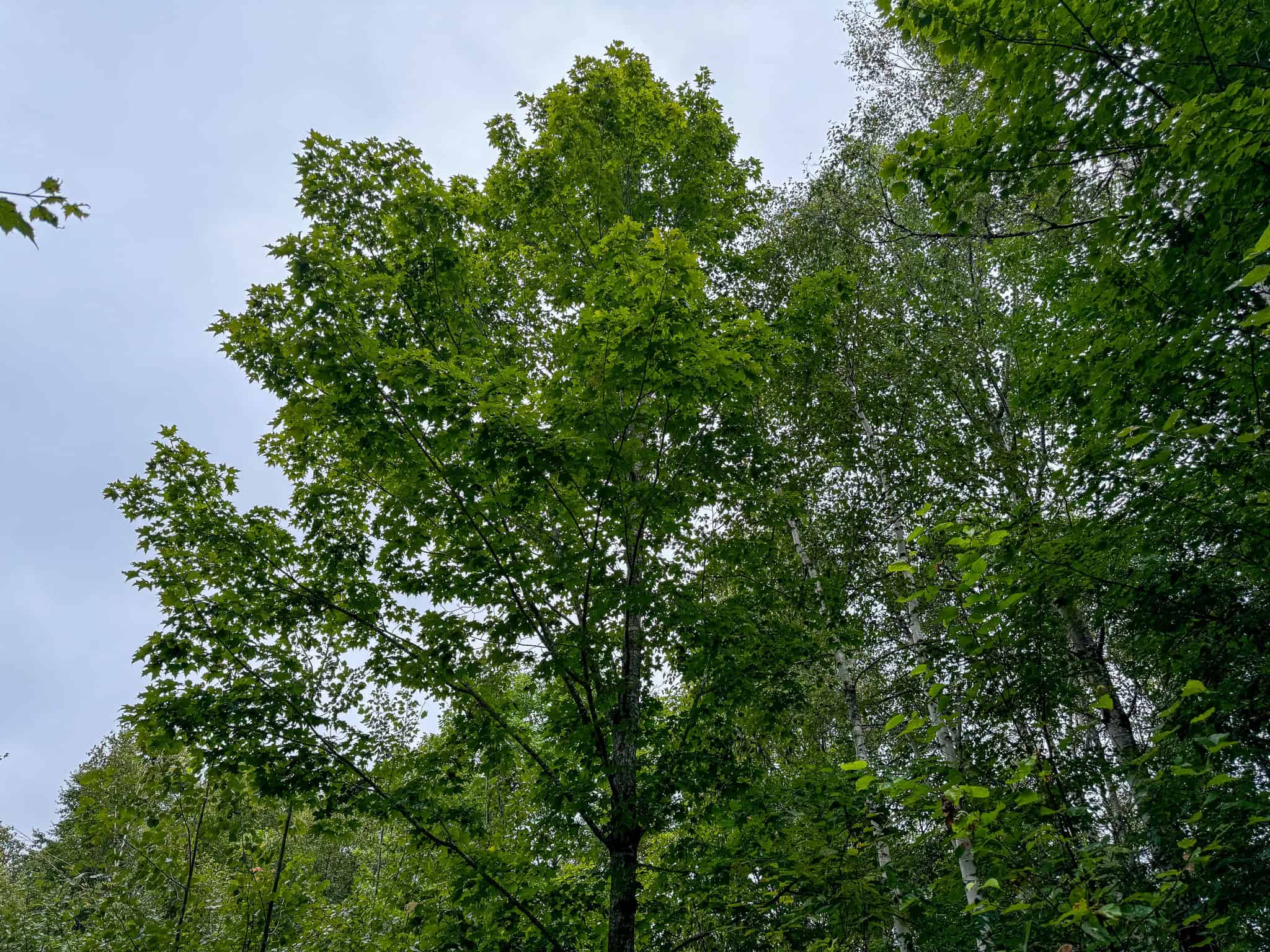 Private Maine Camp with 89± Acres