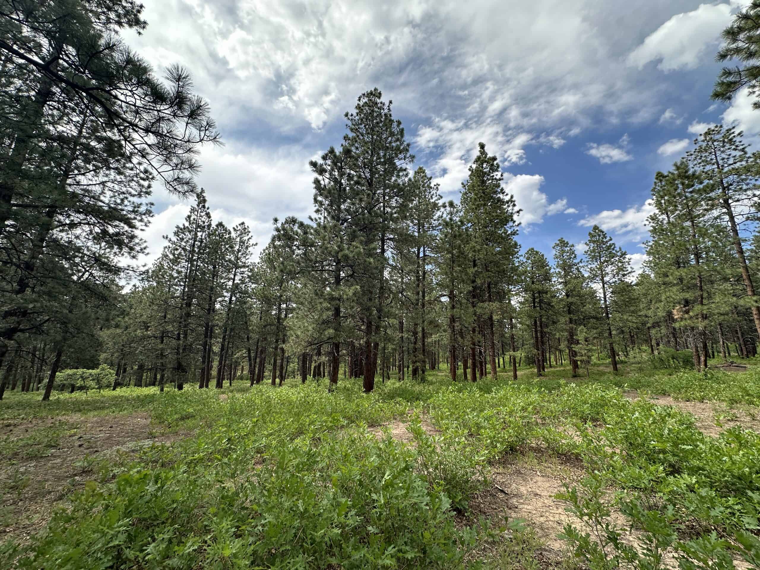 40 Acres of private Colorado land surrounded by Nat’l Forest