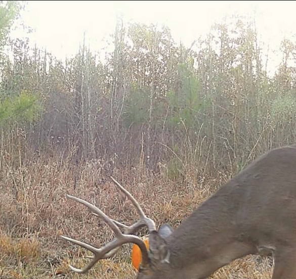 McCurtain County Oklahoma Hunting Property