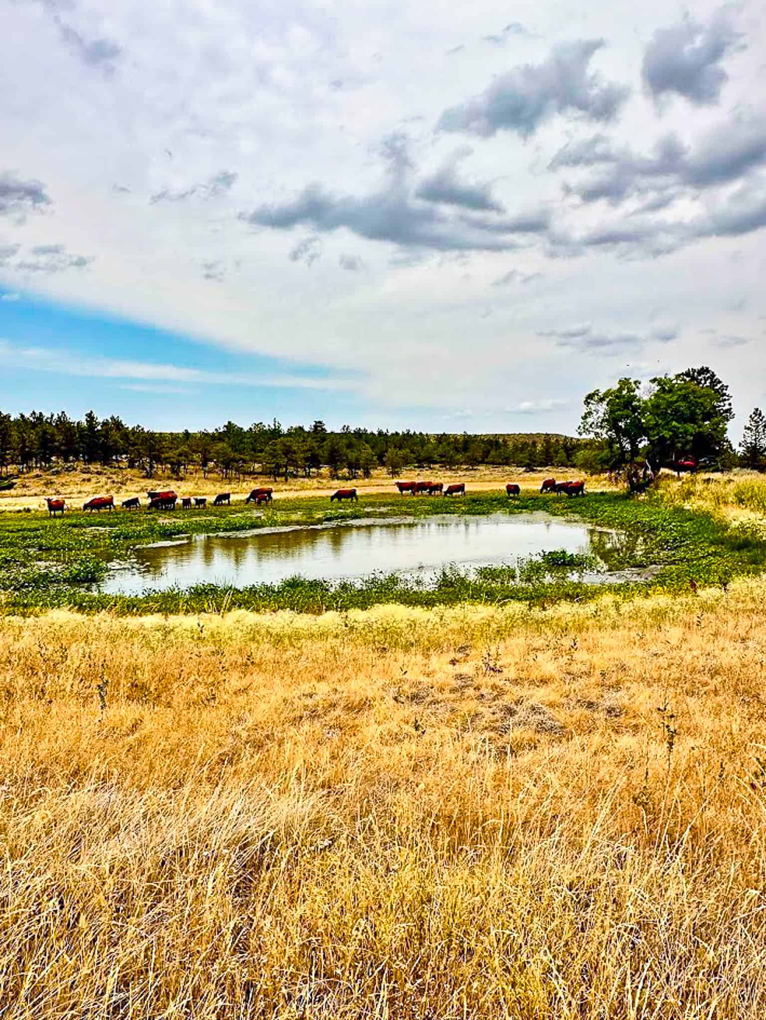 COW ISLAND TRAIL RANCH: A RARE OPPORTUNITY IN THE BEAR PAWS