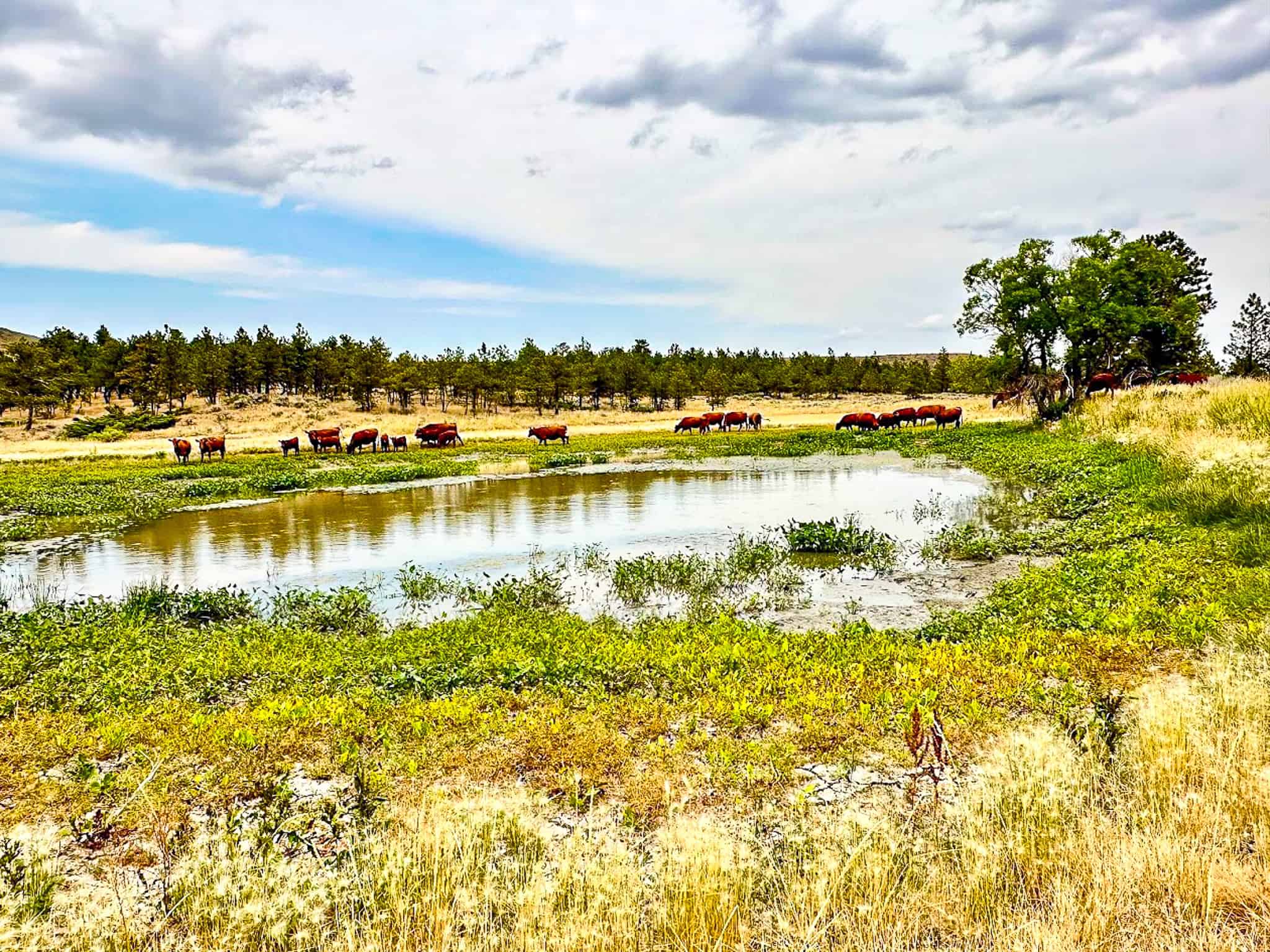 COW ISLAND TRAIL RANCH: A RARE OPPORTUNITY IN THE BEAR PAWS