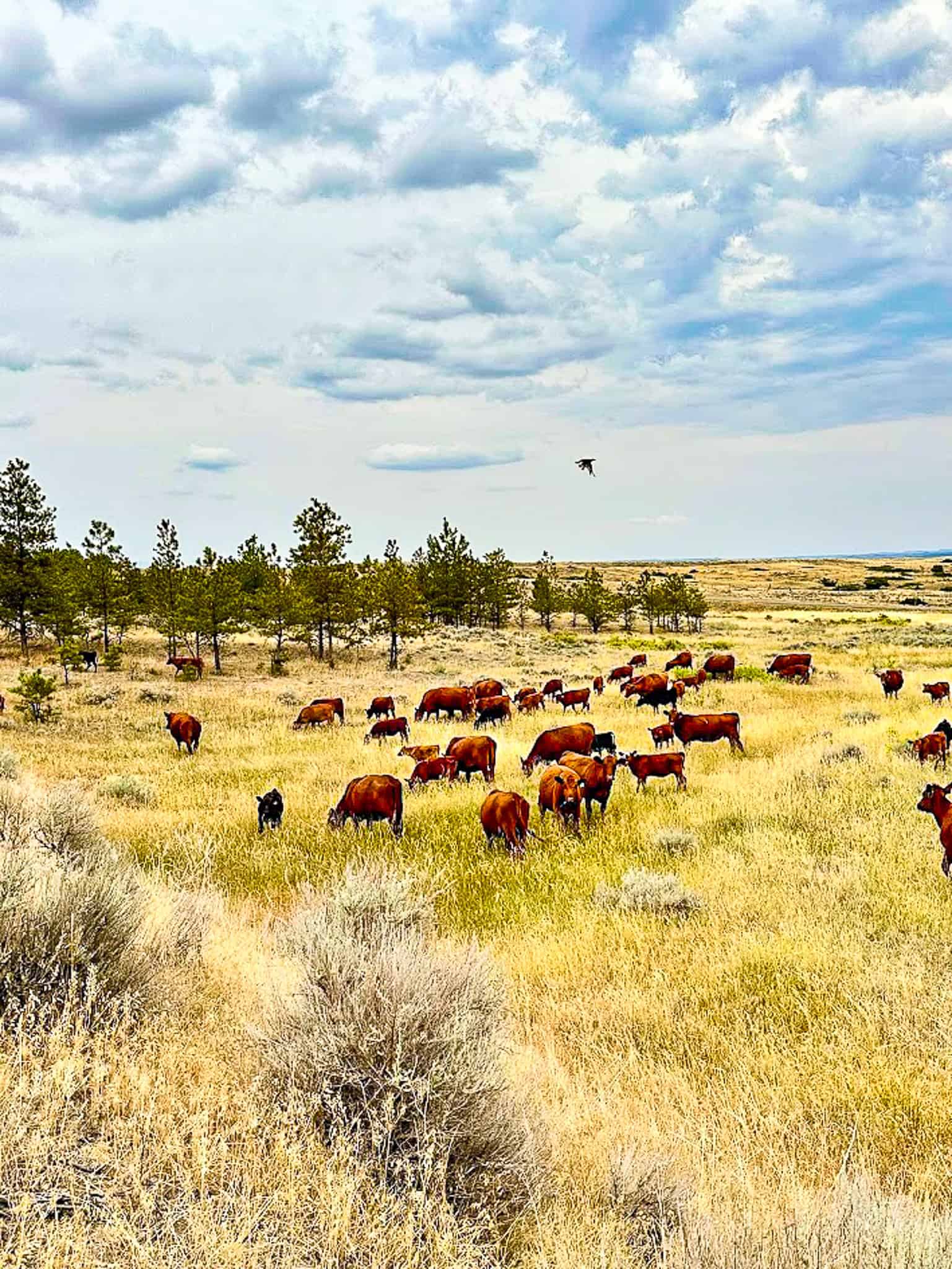 COW ISLAND TRAIL RANCH: A RARE OPPORTUNITY IN THE BEAR PAWS