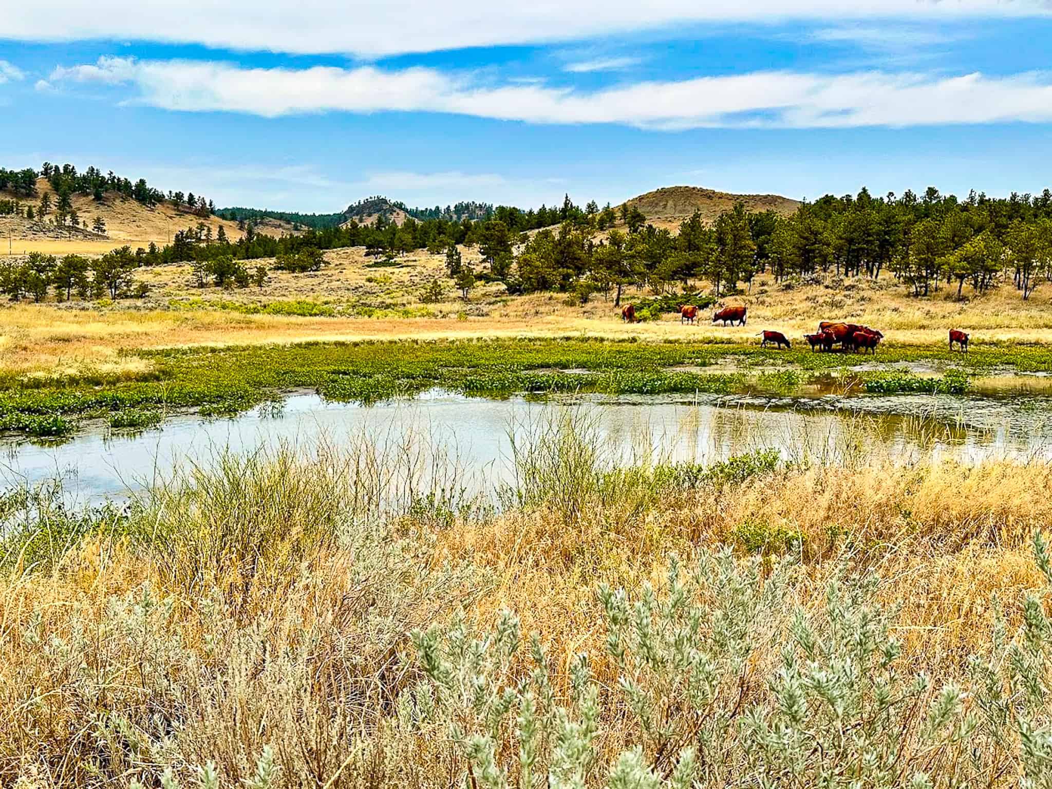 COW ISLAND TRAIL RANCH: A RARE OPPORTUNITY IN THE BEAR PAWS