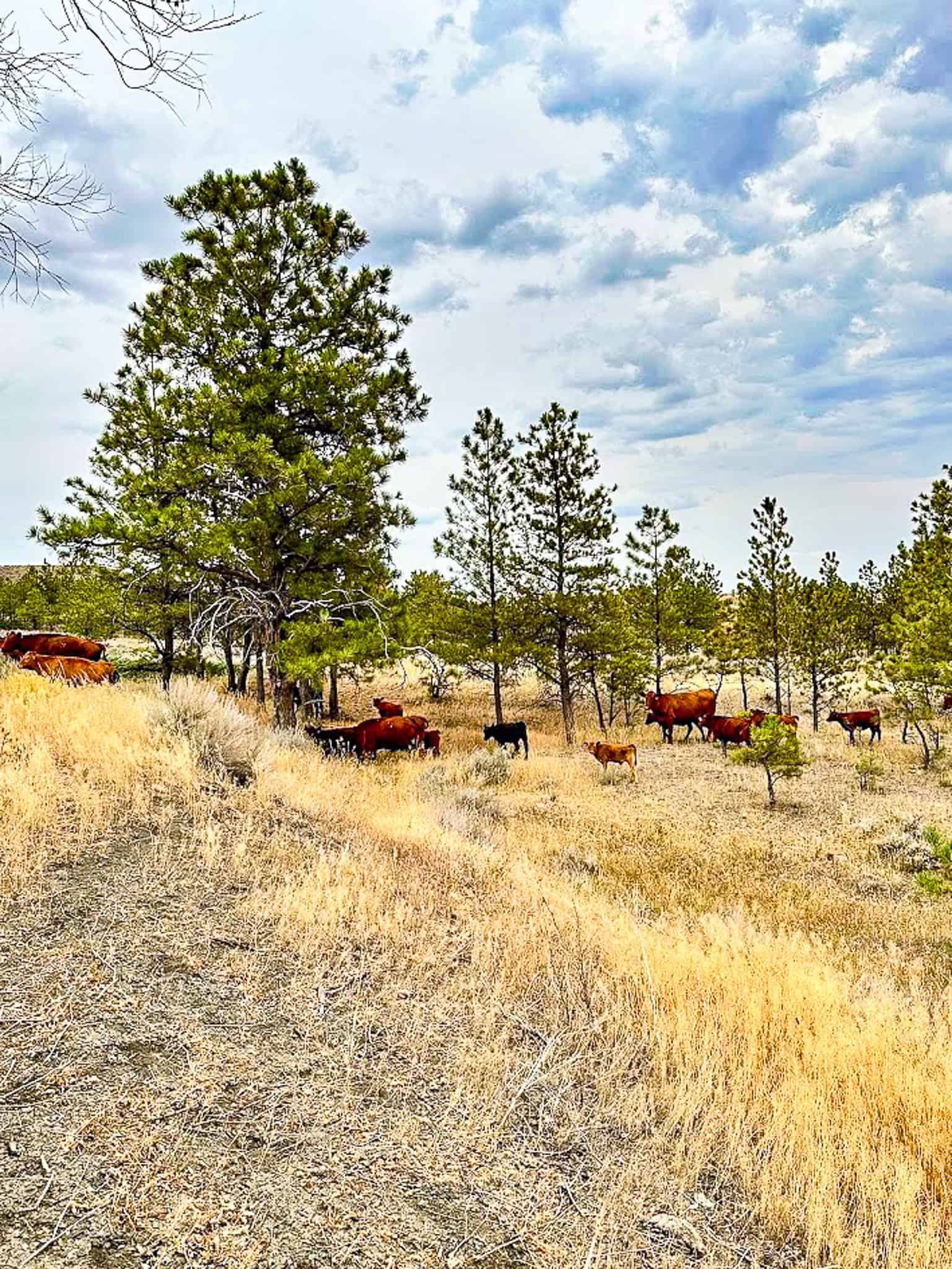 COW ISLAND TRAIL RANCH: A RARE OPPORTUNITY IN THE BEAR PAWS