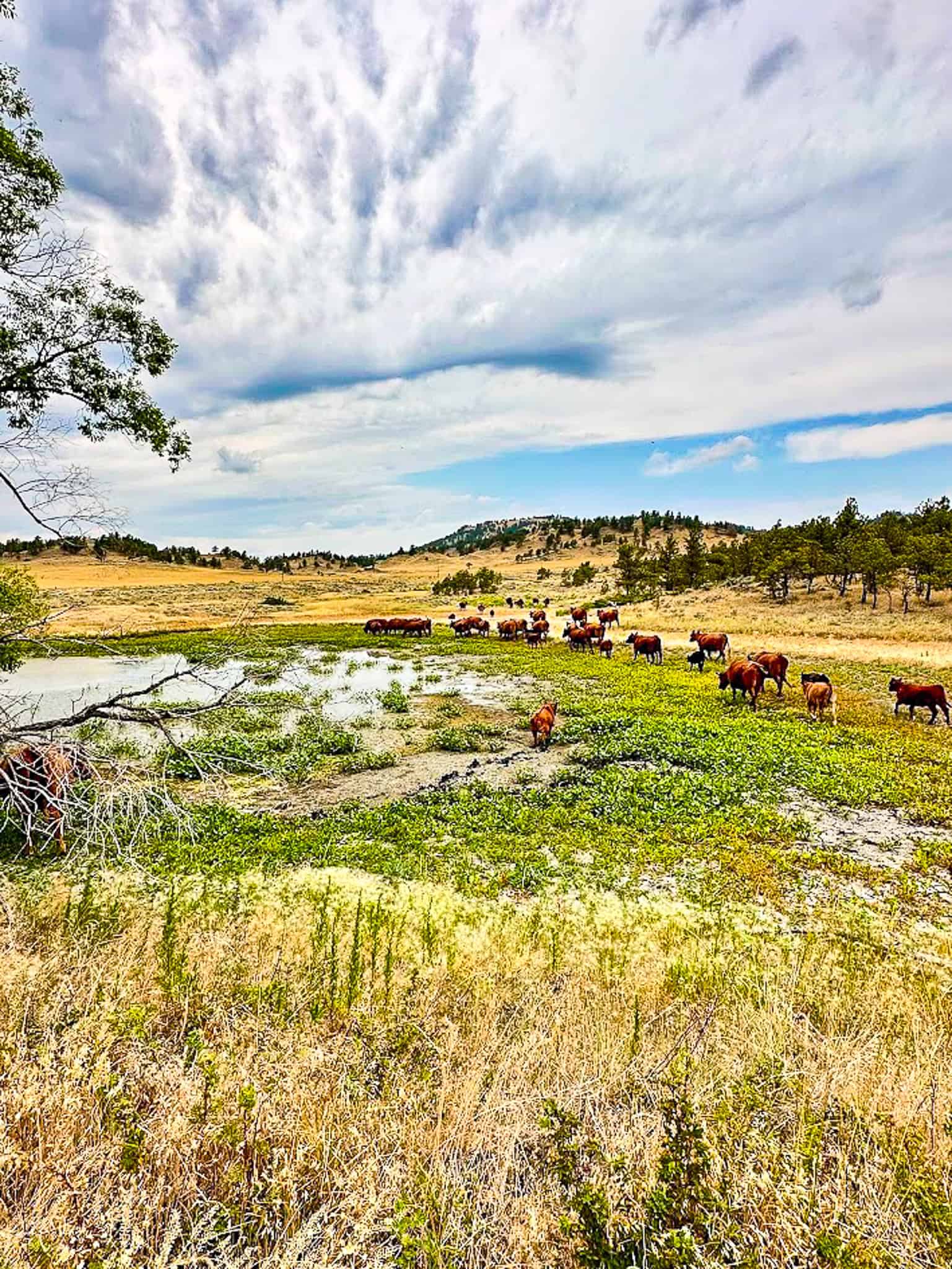 COW ISLAND TRAIL RANCH: A RARE OPPORTUNITY IN THE BEAR PAWS