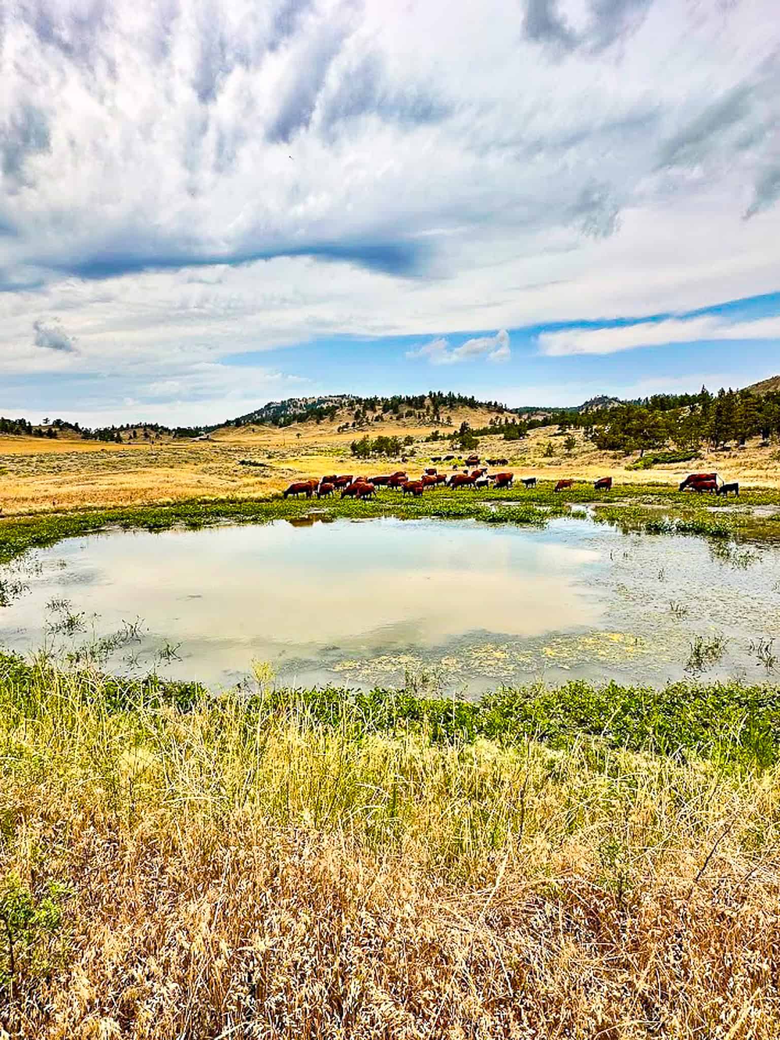 COW ISLAND TRAIL RANCH: A RARE OPPORTUNITY IN THE BEAR PAWS
