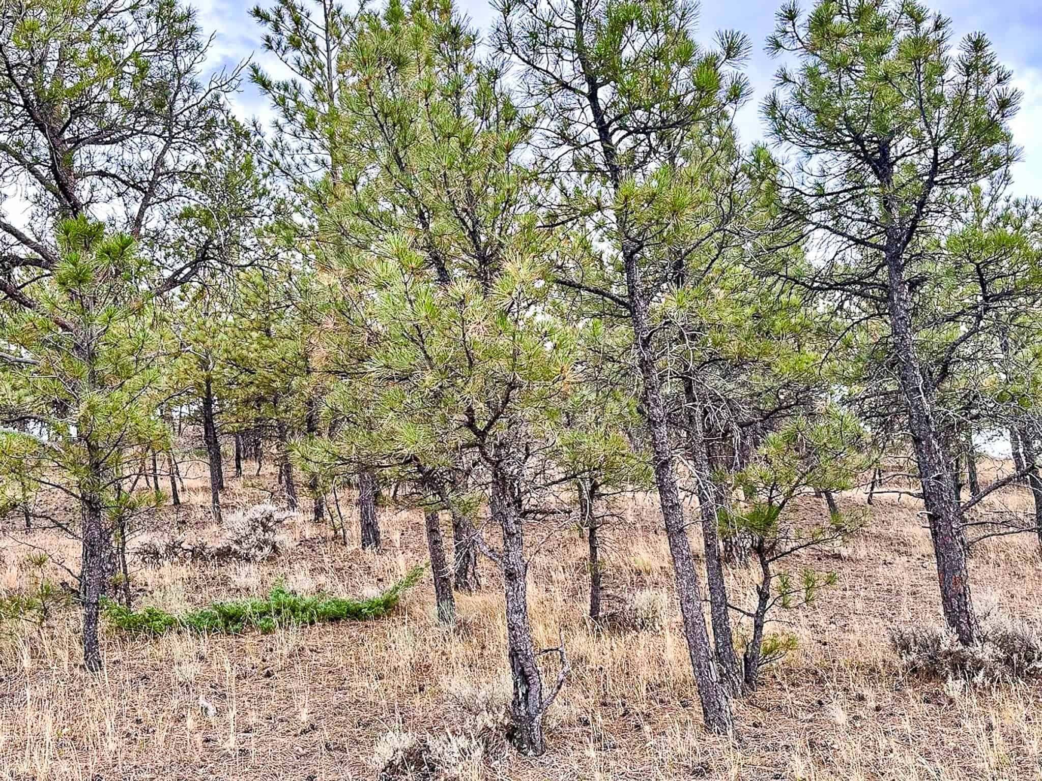 COW ISLAND TRAIL RANCH: A RARE OPPORTUNITY IN THE BEAR PAWS