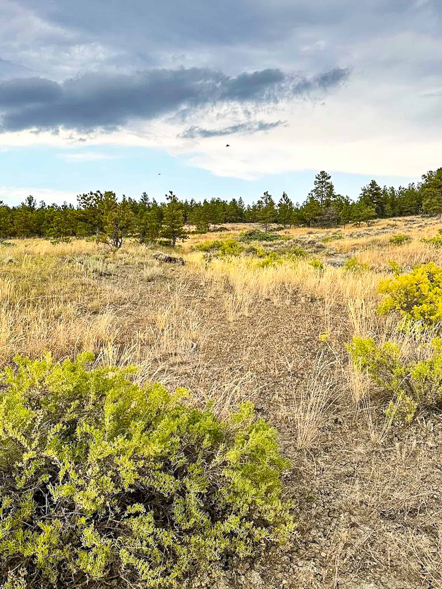 COW ISLAND TRAIL RANCH: A RARE OPPORTUNITY IN THE BEAR PAWS