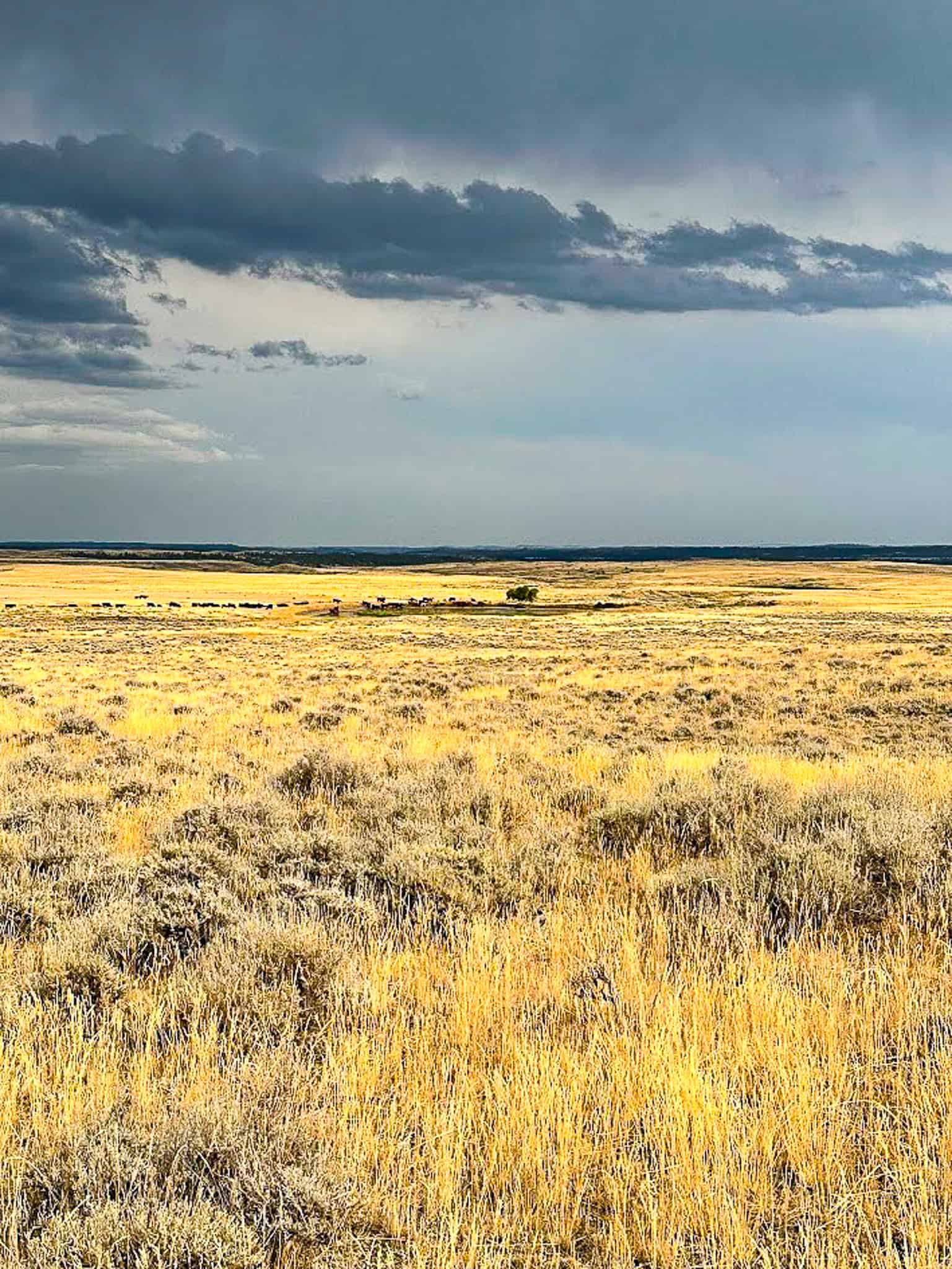 COW ISLAND TRAIL RANCH: A RARE OPPORTUNITY IN THE BEAR PAWS
