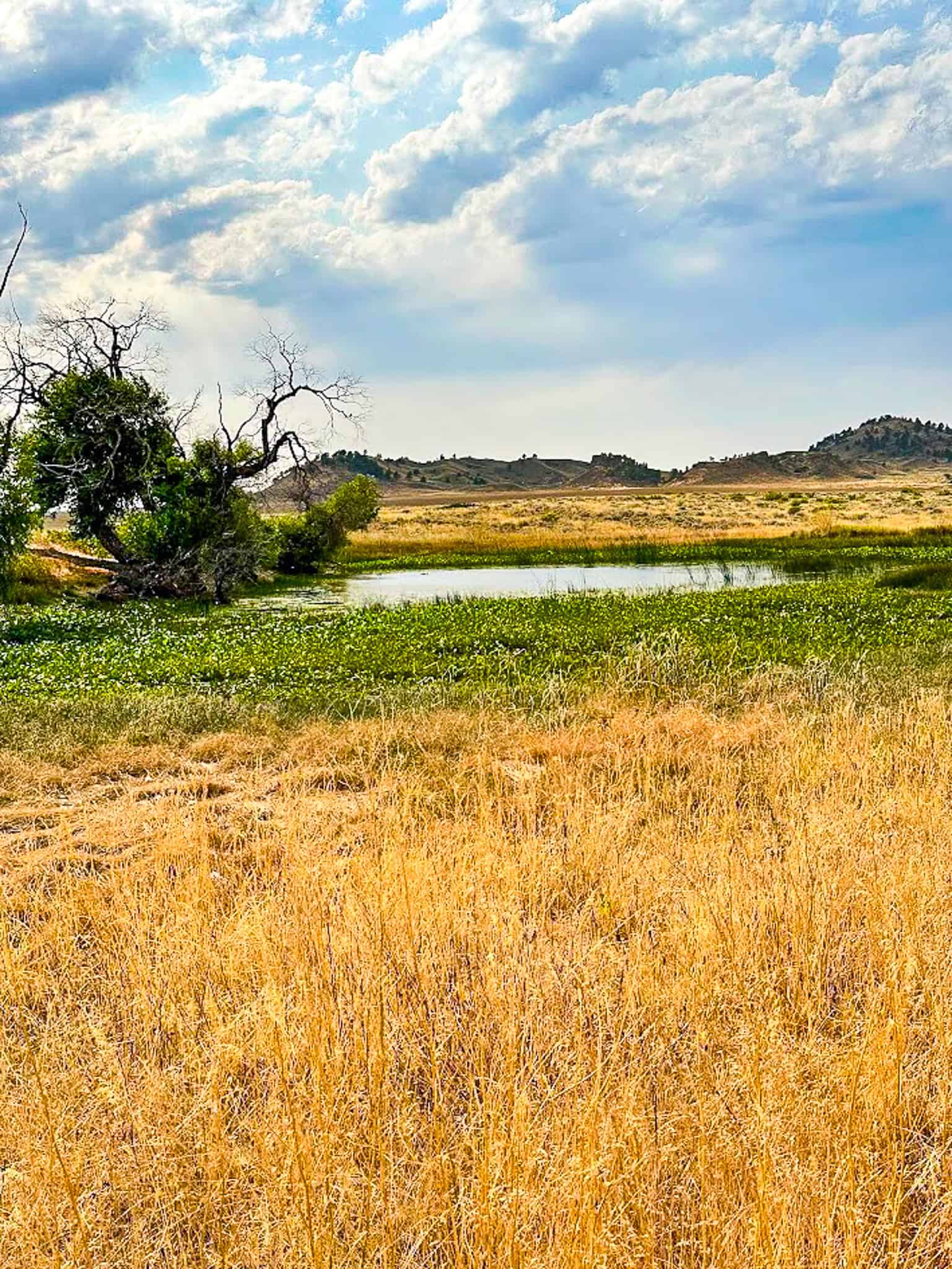 COW ISLAND TRAIL RANCH: A RARE OPPORTUNITY IN THE BEAR PAWS