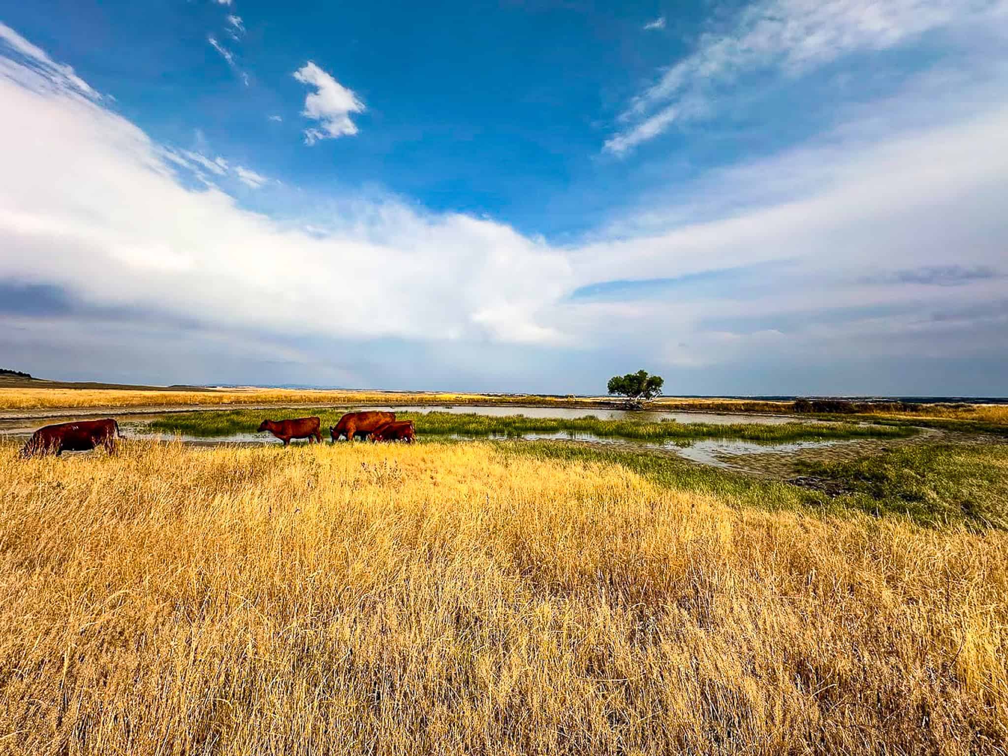 COW ISLAND TRAIL RANCH: A RARE OPPORTUNITY IN THE BEAR PAWS
