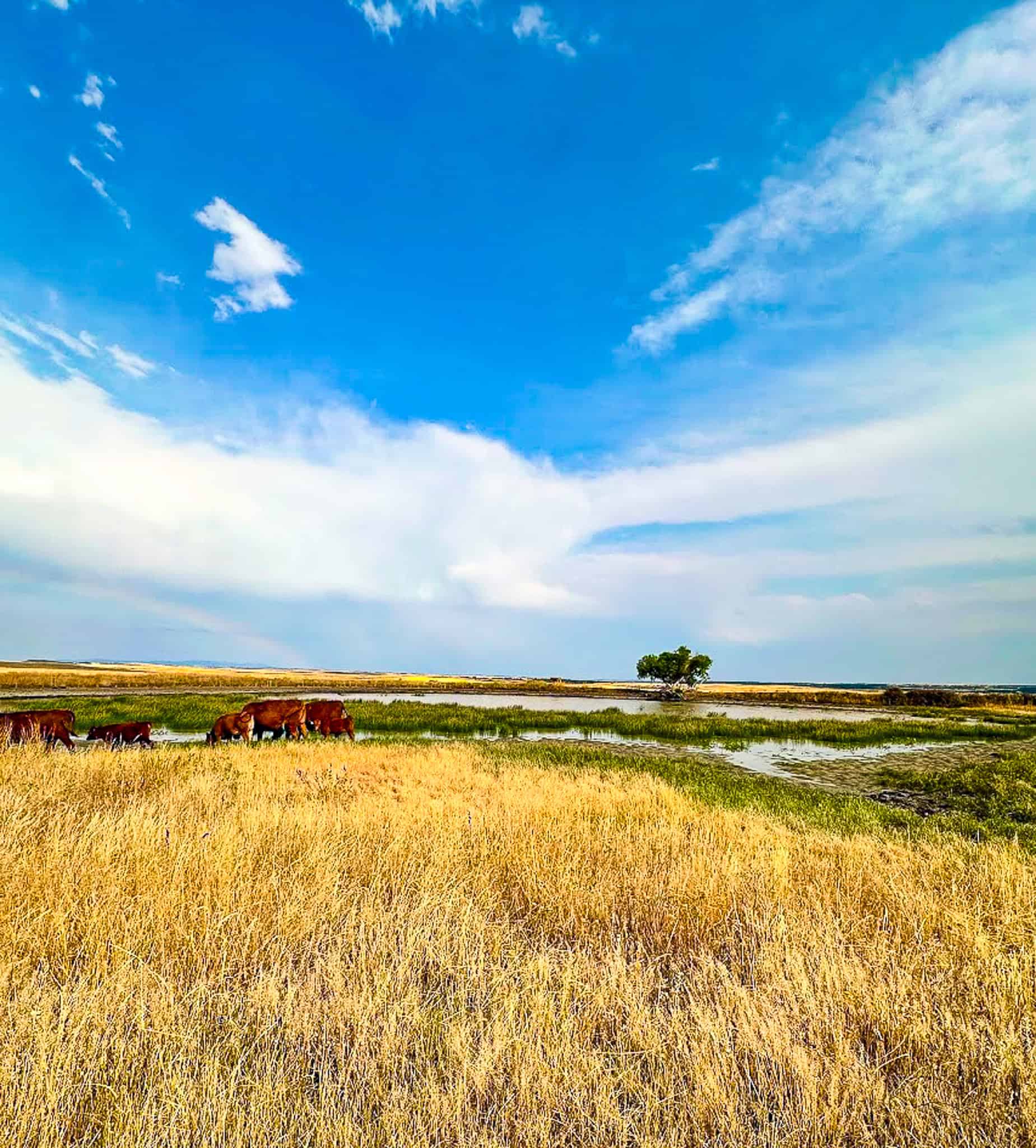COW ISLAND TRAIL RANCH: A RARE OPPORTUNITY IN THE BEAR PAWS