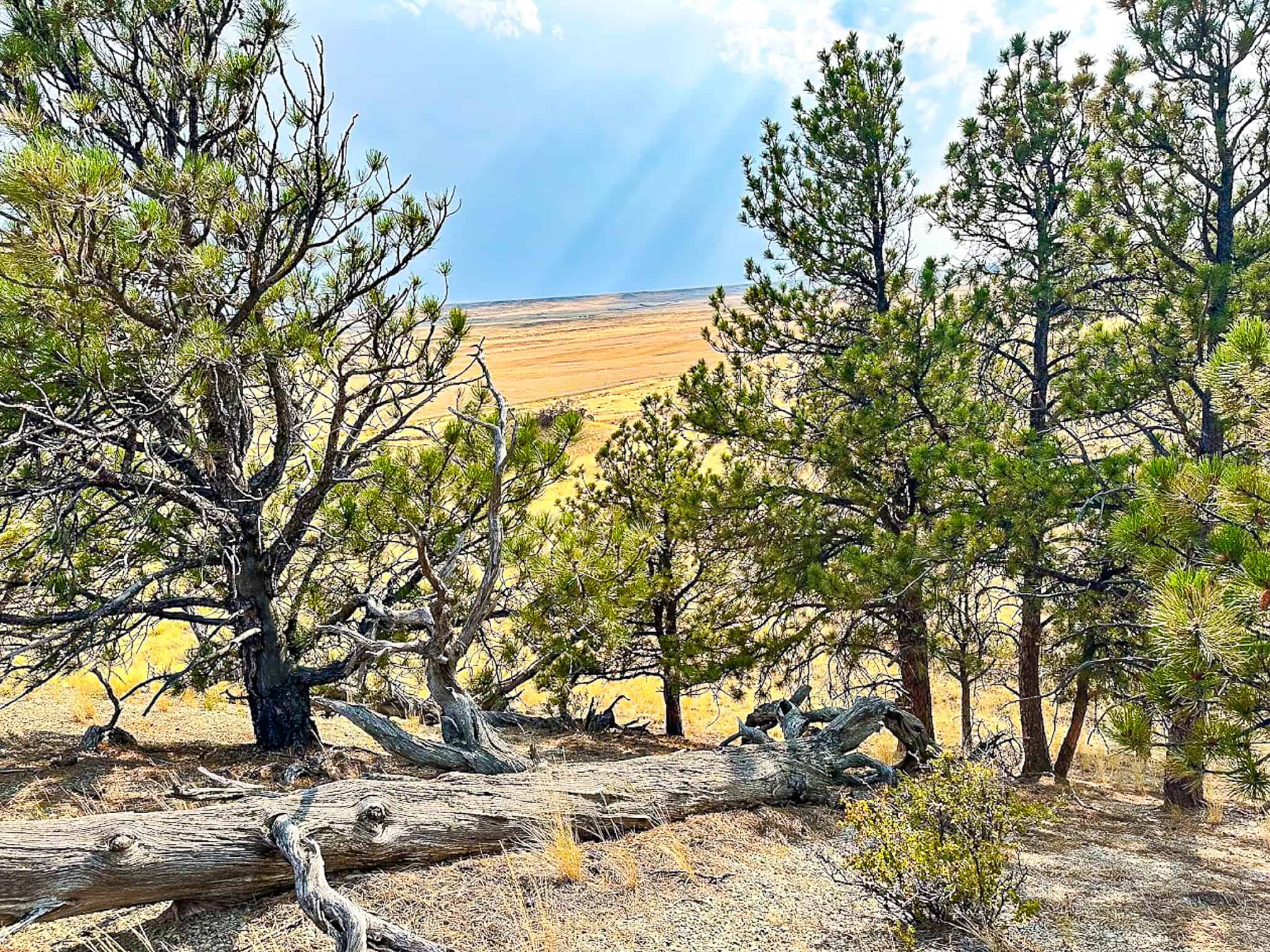 COW ISLAND TRAIL RANCH: A RARE OPPORTUNITY IN THE BEAR PAWS