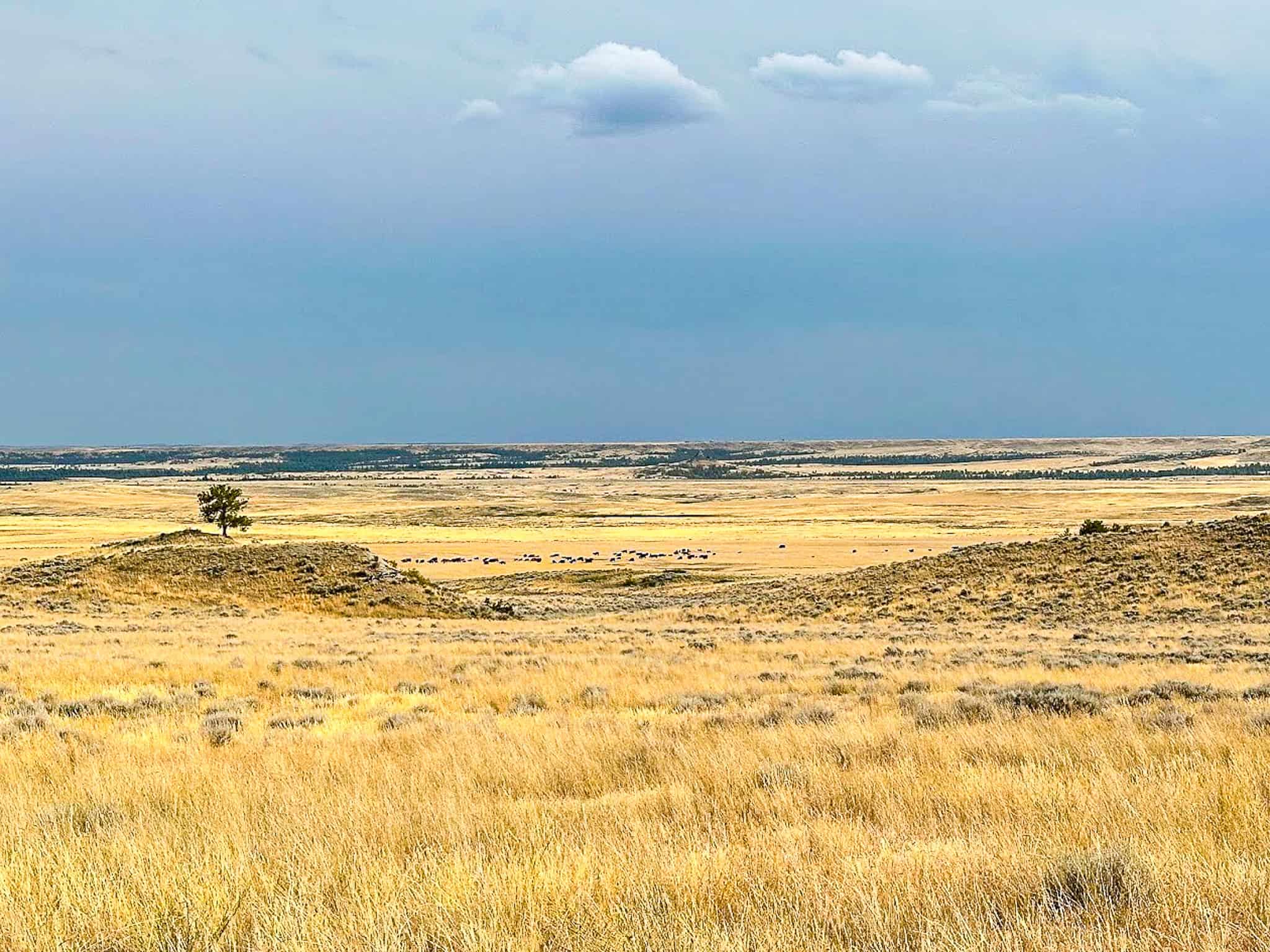 COW ISLAND TRAIL RANCH: A RARE OPPORTUNITY IN THE BEAR PAWS