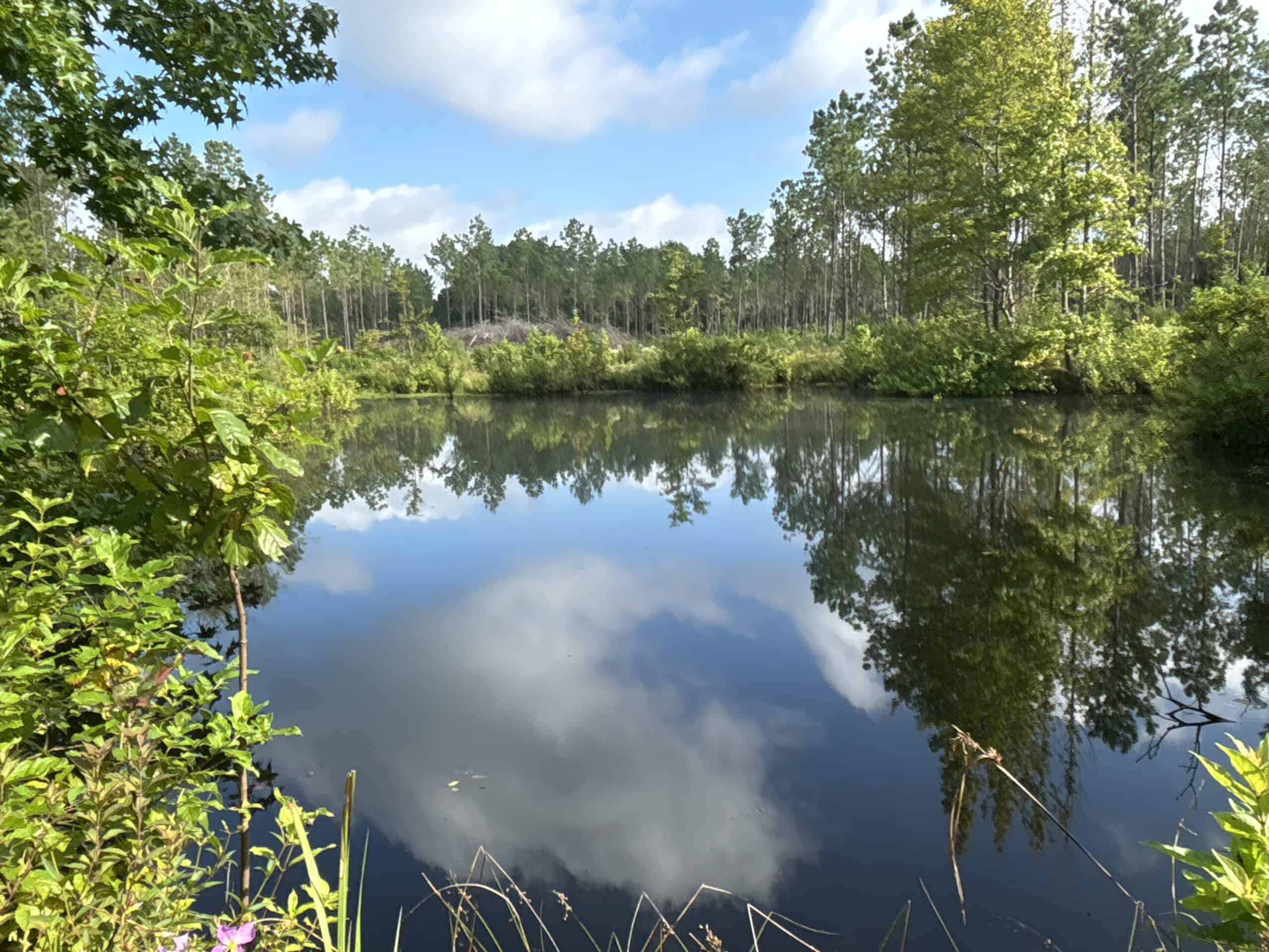 EAST TEXAS TIMBER/HUNTING/RECREATIONAL LAND FOR SALE