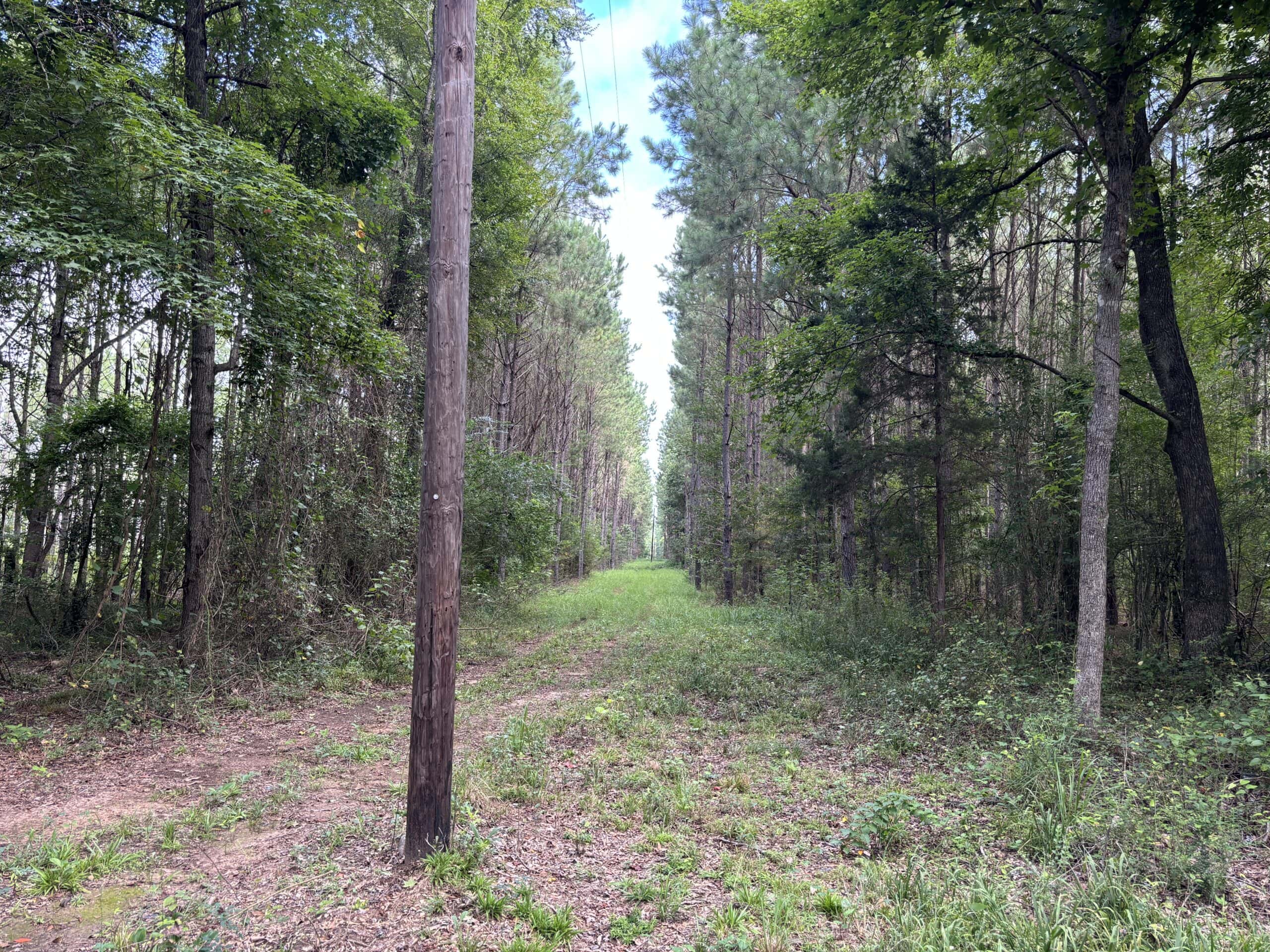 EAST TEXAS TIMBER/HUNTING/RECREATIONAL LAND FOR SALE