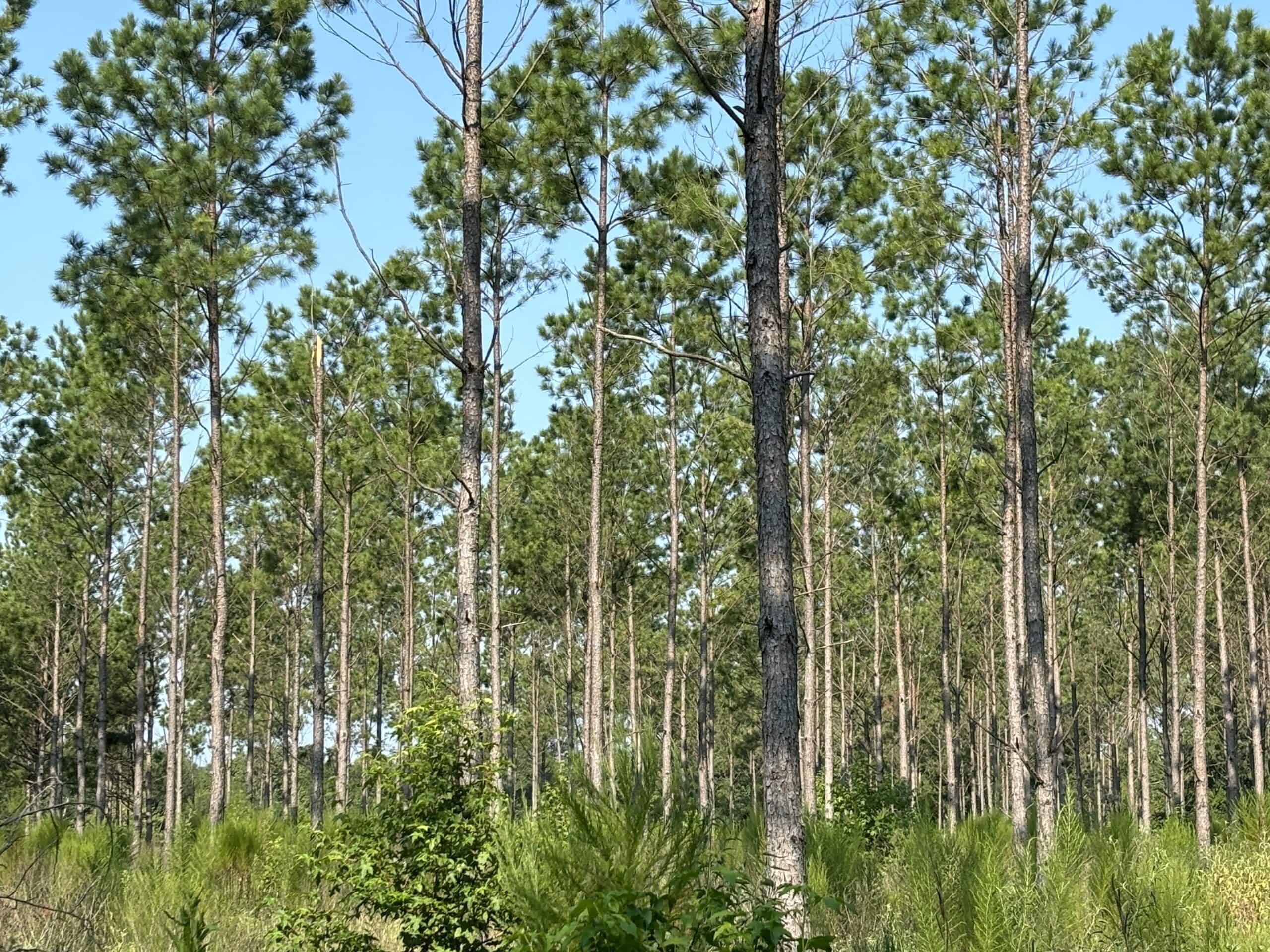 EAST TEXAS TIMBER/HUNTING/RECREATIONAL LAND FOR SALE