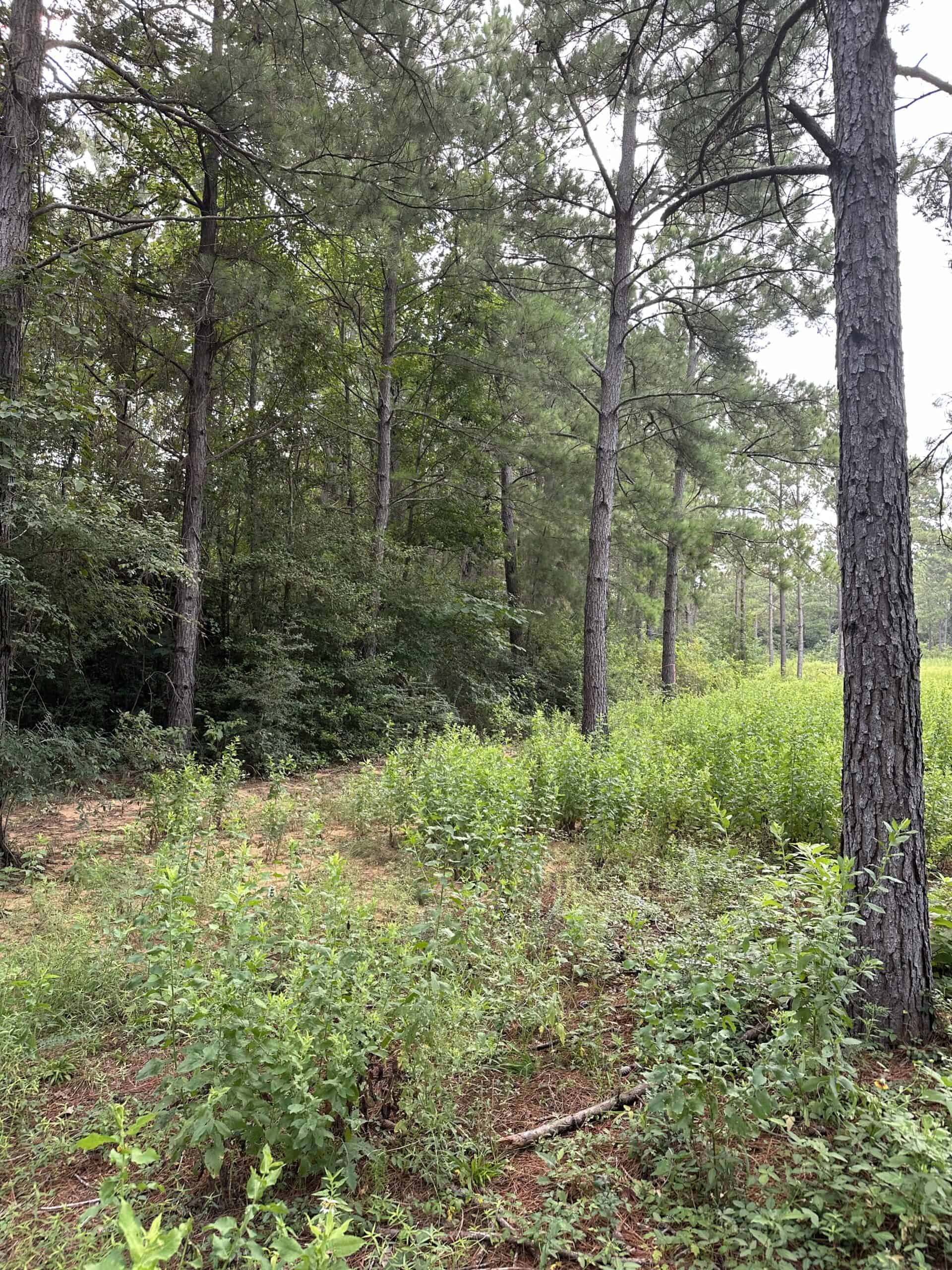 East Texas Hunting/Recreational Land For Sale