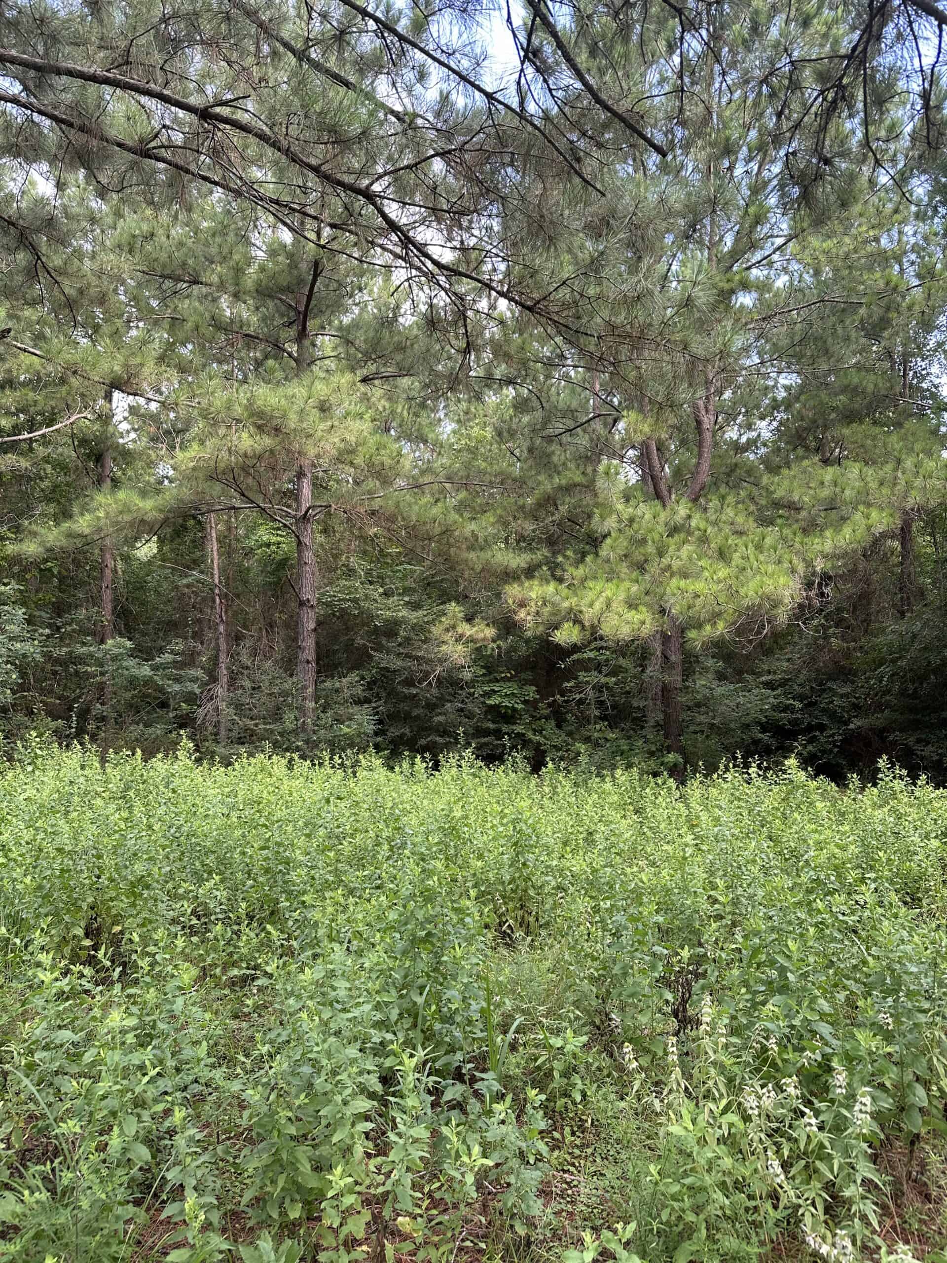 East Texas Hunting/Recreational Land For Sale