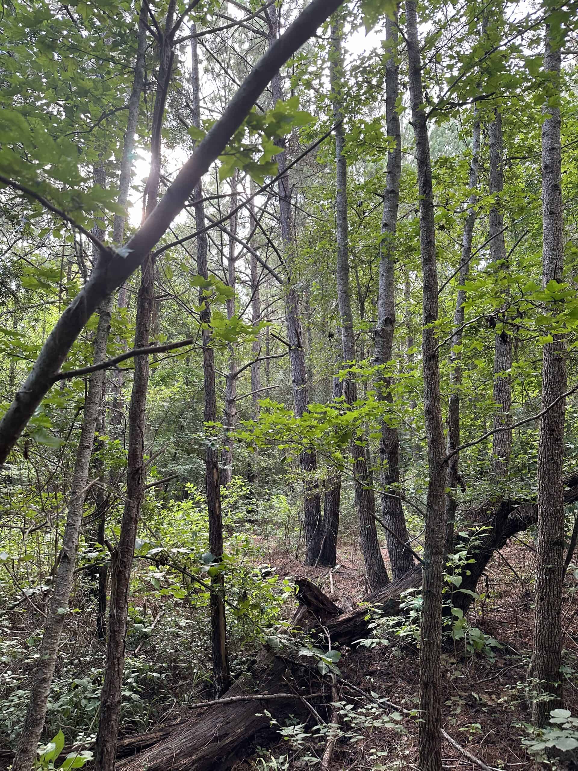 East Texas Hunting/Recreational Land For Sale