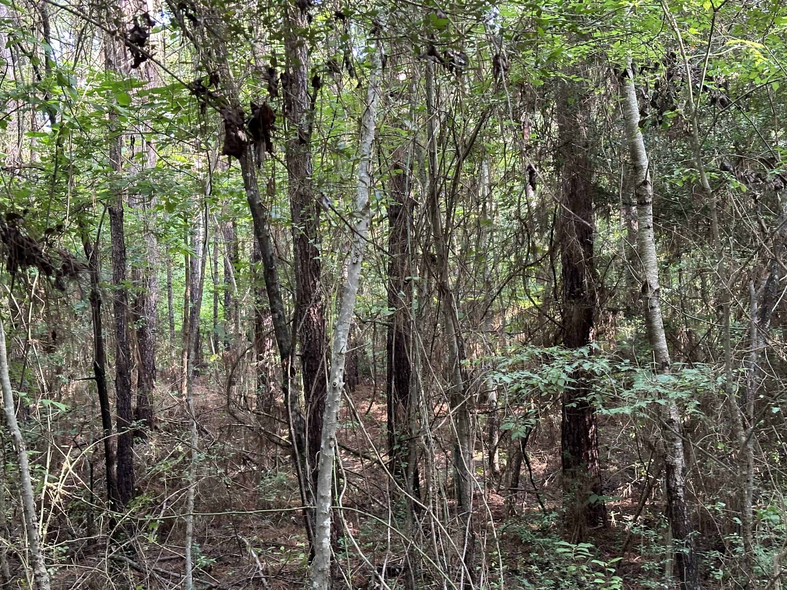 East Texas Hunting/Recreational Land For Sale