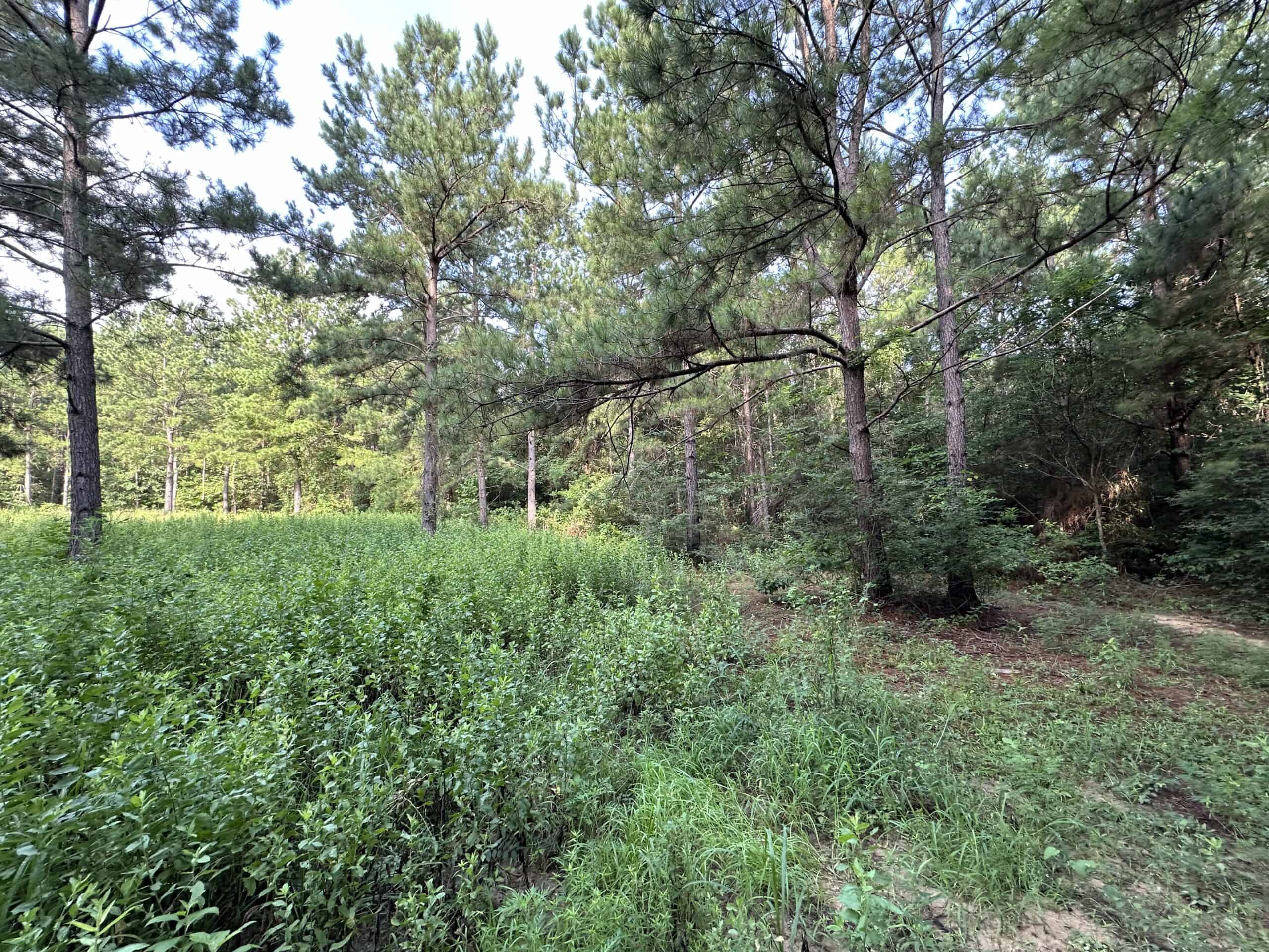 East Texas Hunting/Recreational Land For Sale