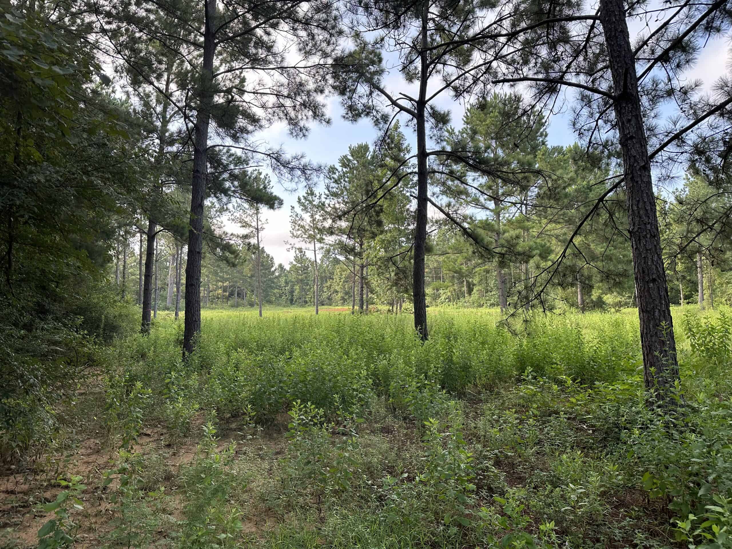 East Texas Hunting/Recreational Land For Sale