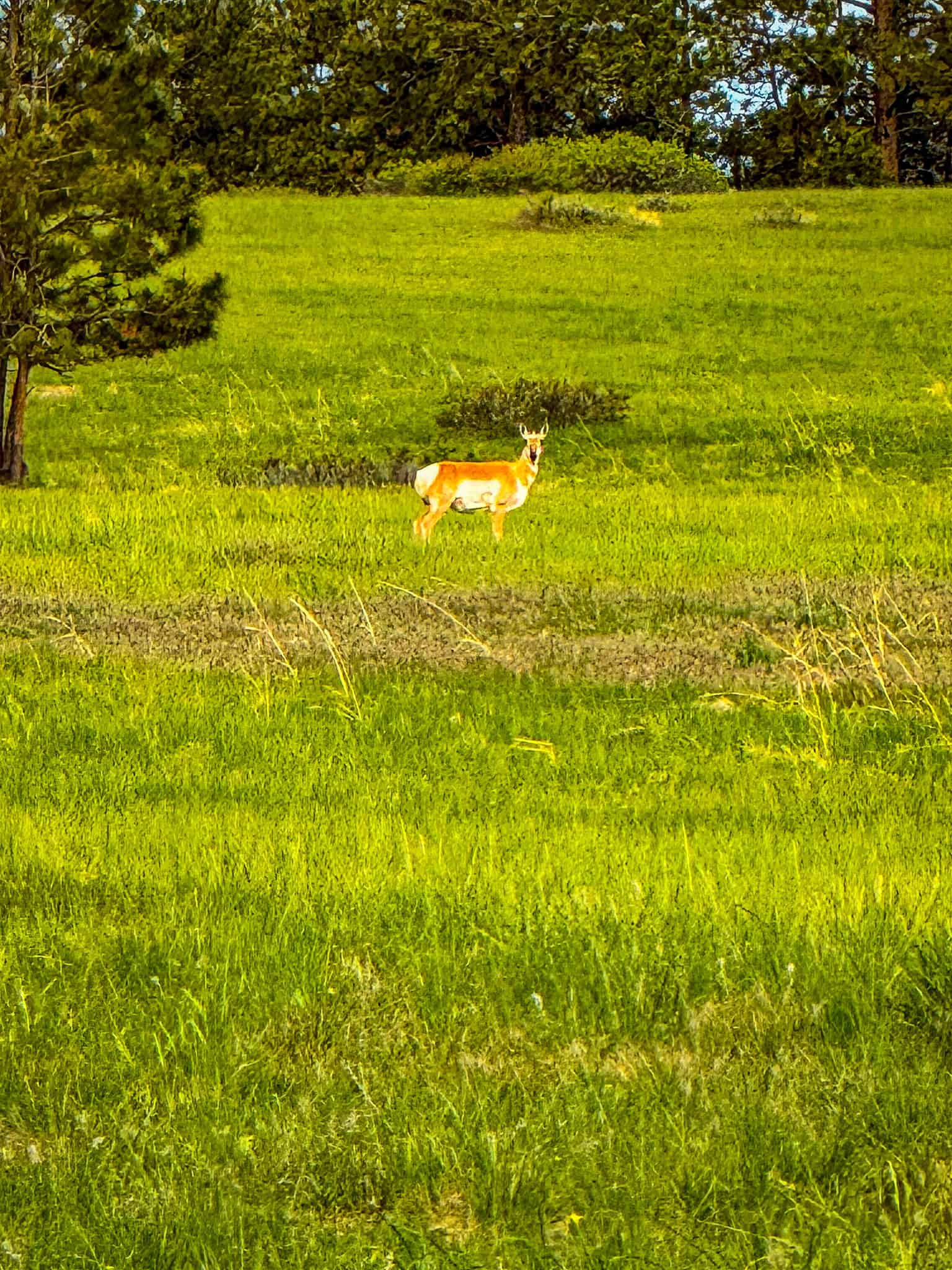 HILLMAN RANCH: A PREMIER ELK HUNTING AND LEGACY RANCH IN MT
