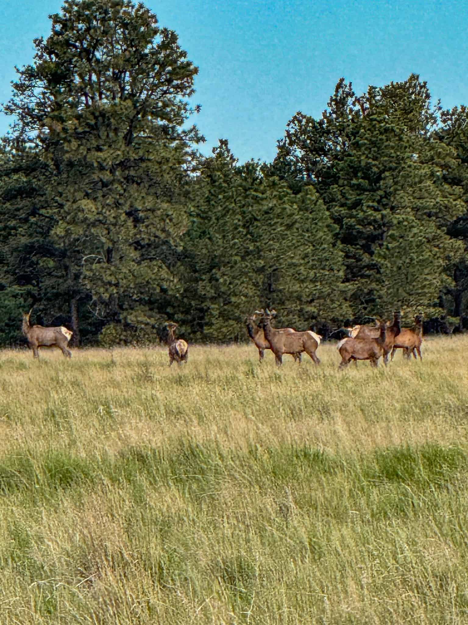 HILLMAN RANCH: A PREMIER ELK HUNTING AND LEGACY RANCH IN MT