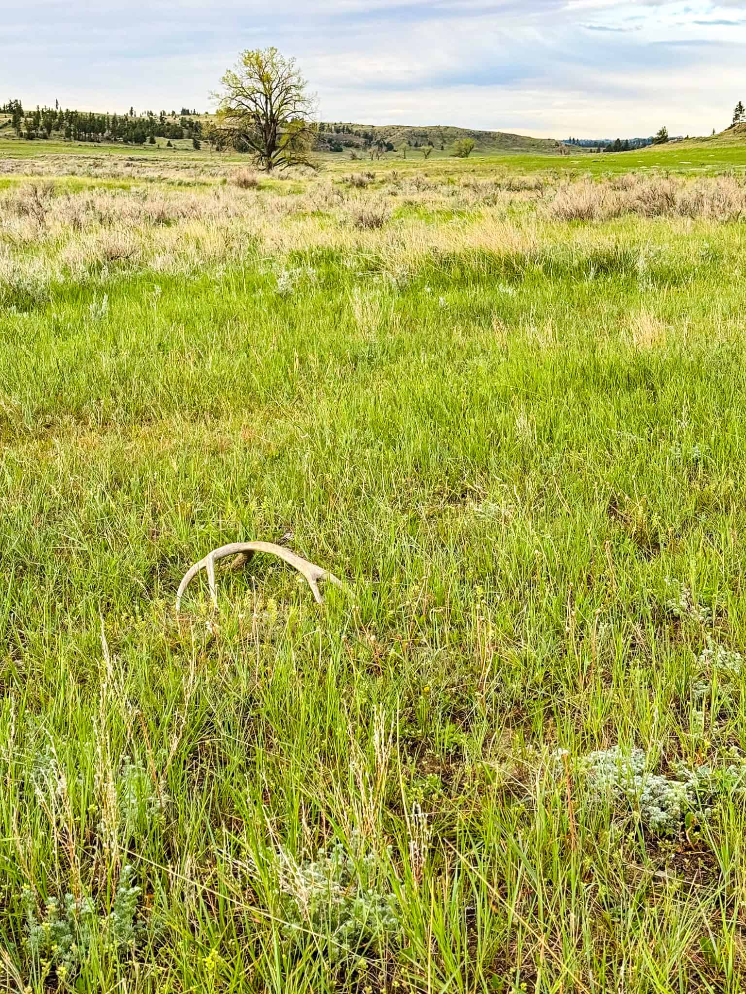 HILLMAN RANCH: A PREMIER ELK HUNTING AND LEGACY RANCH IN MT