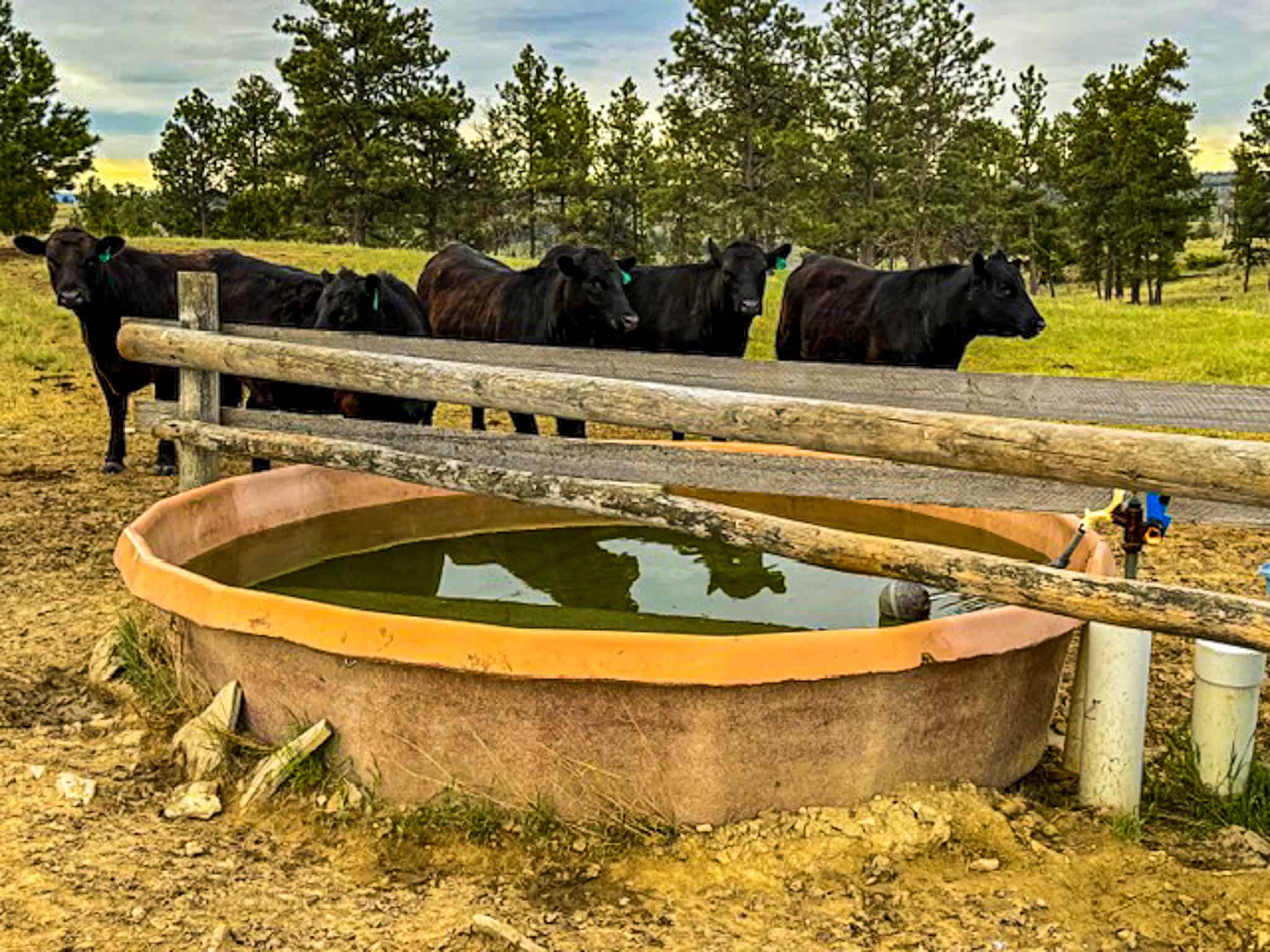 HILLMAN RANCH: A PREMIER ELK HUNTING AND LEGACY RANCH IN MT