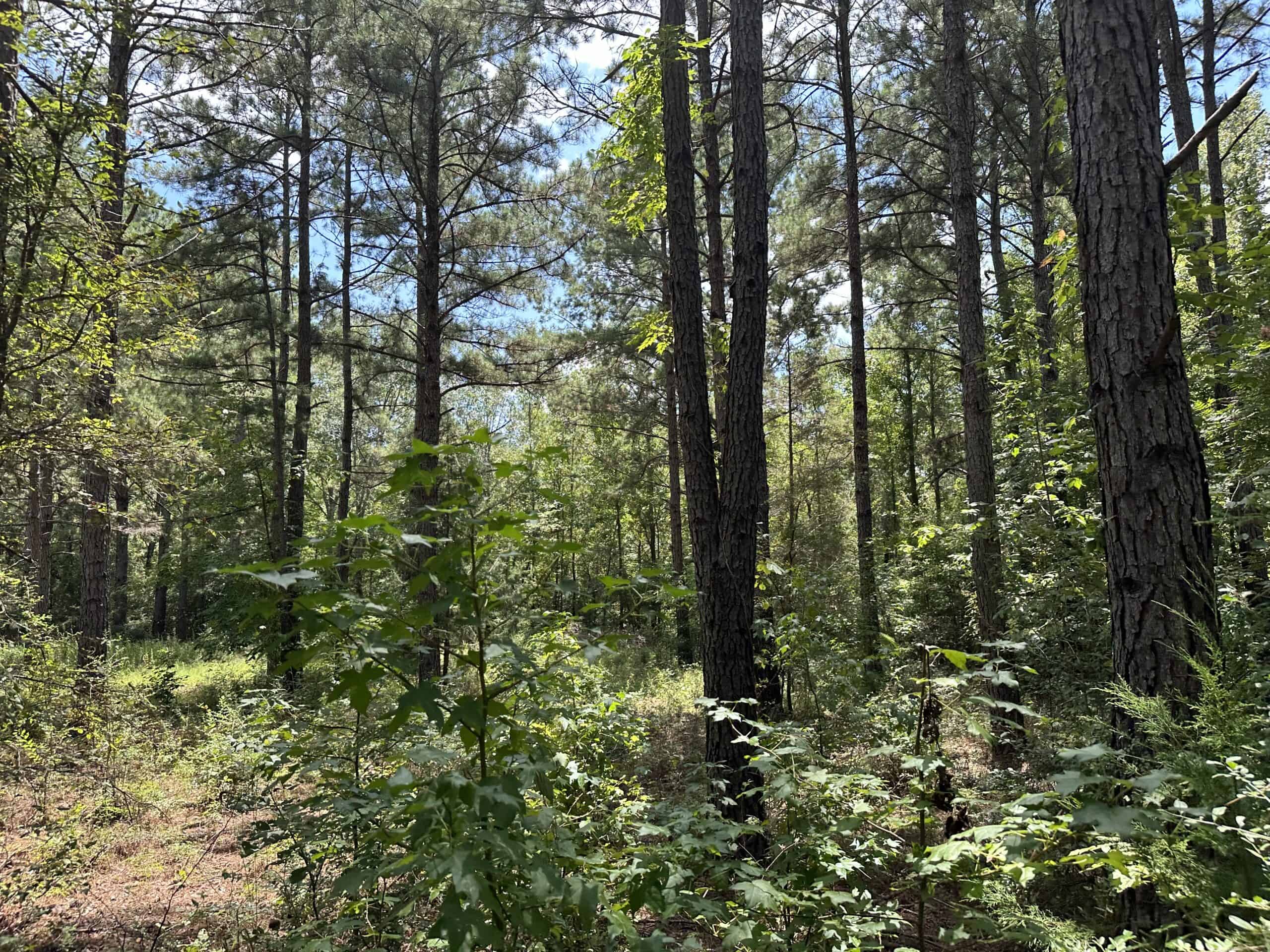 East Texas Hunting/Recreational Tract With Cabin