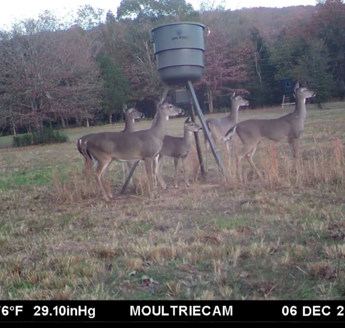 95 Acres of Hunting Land with Log Home For Sale in Arkansas