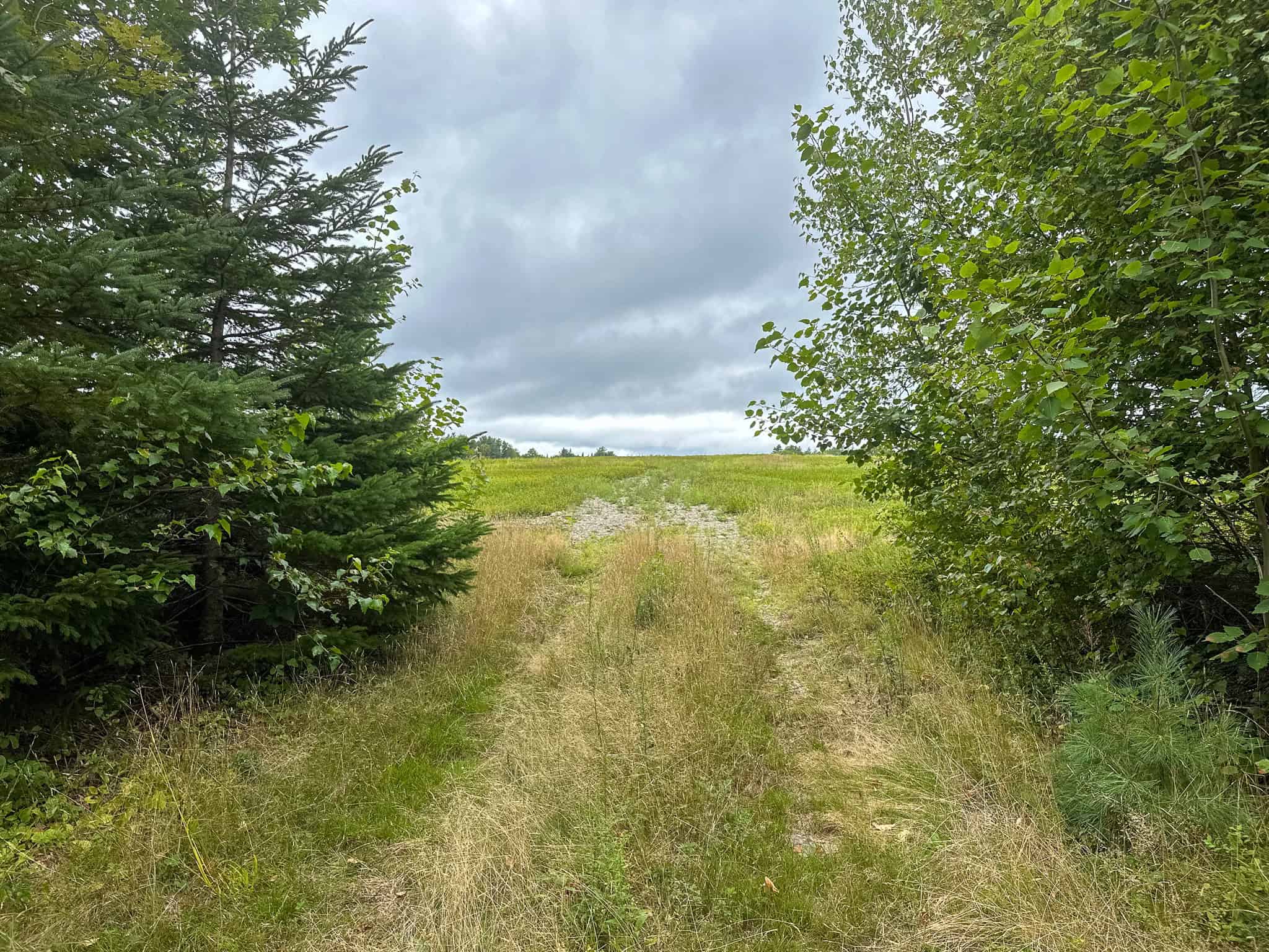 Large Mature Timber Lot with Blueberry Fields