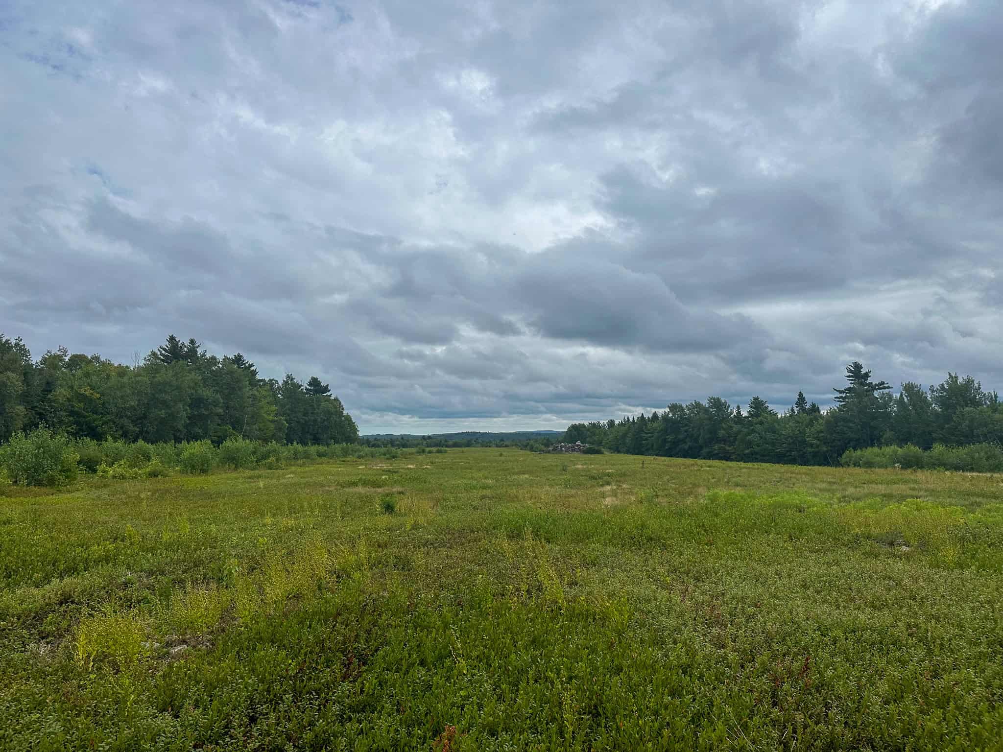 Large Mature Timber Lot with Blueberry Fields
