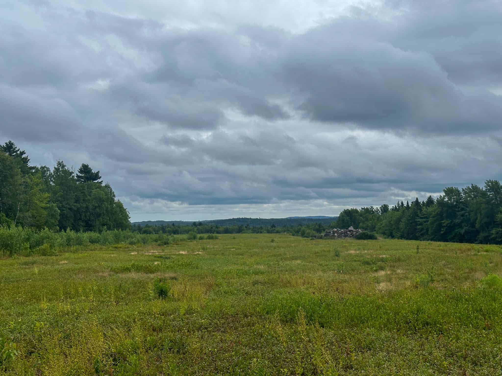 Large Mature Timber Lot with Blueberry Fields