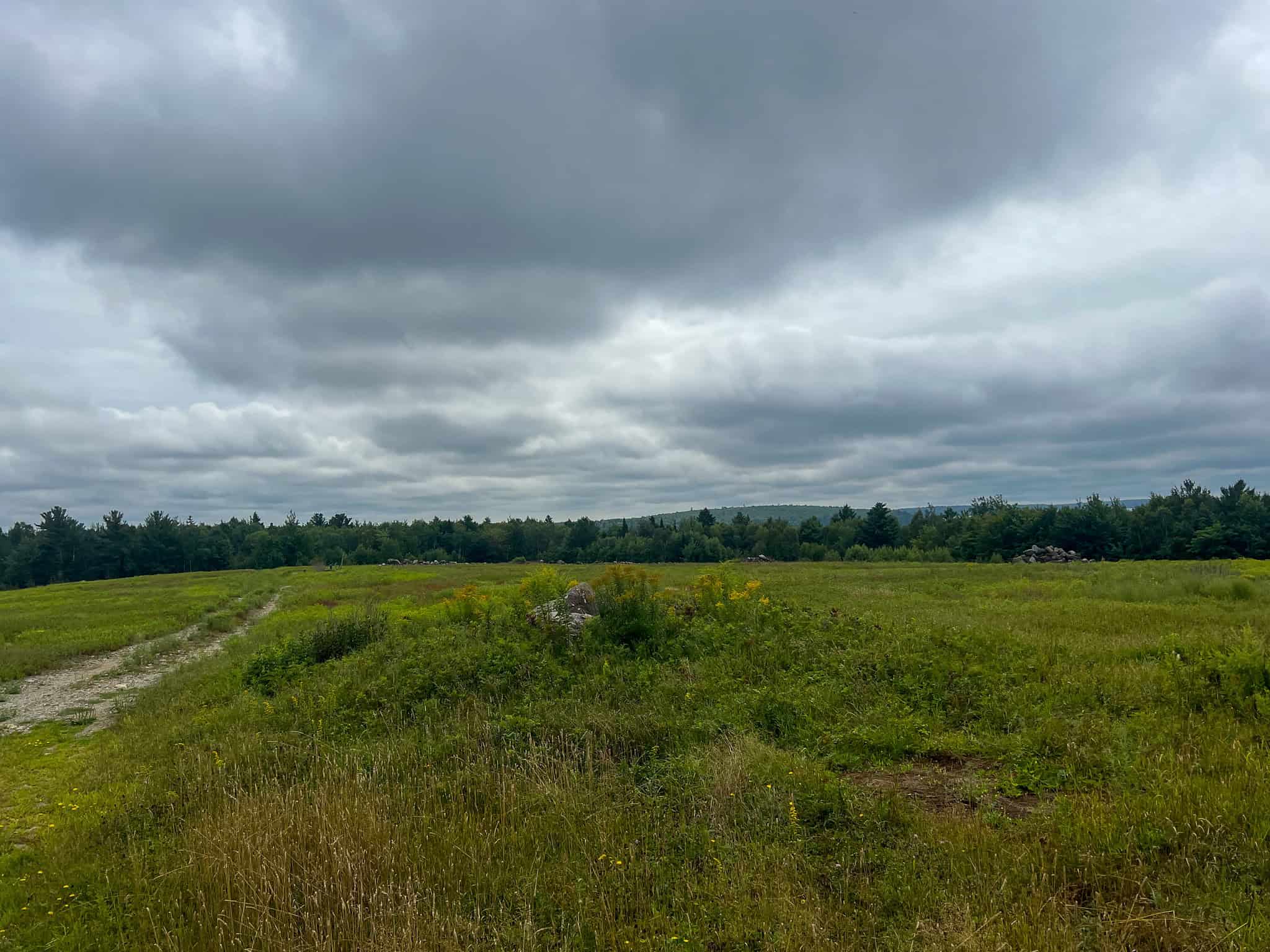 Large Mature Timber Lot with Blueberry Fields