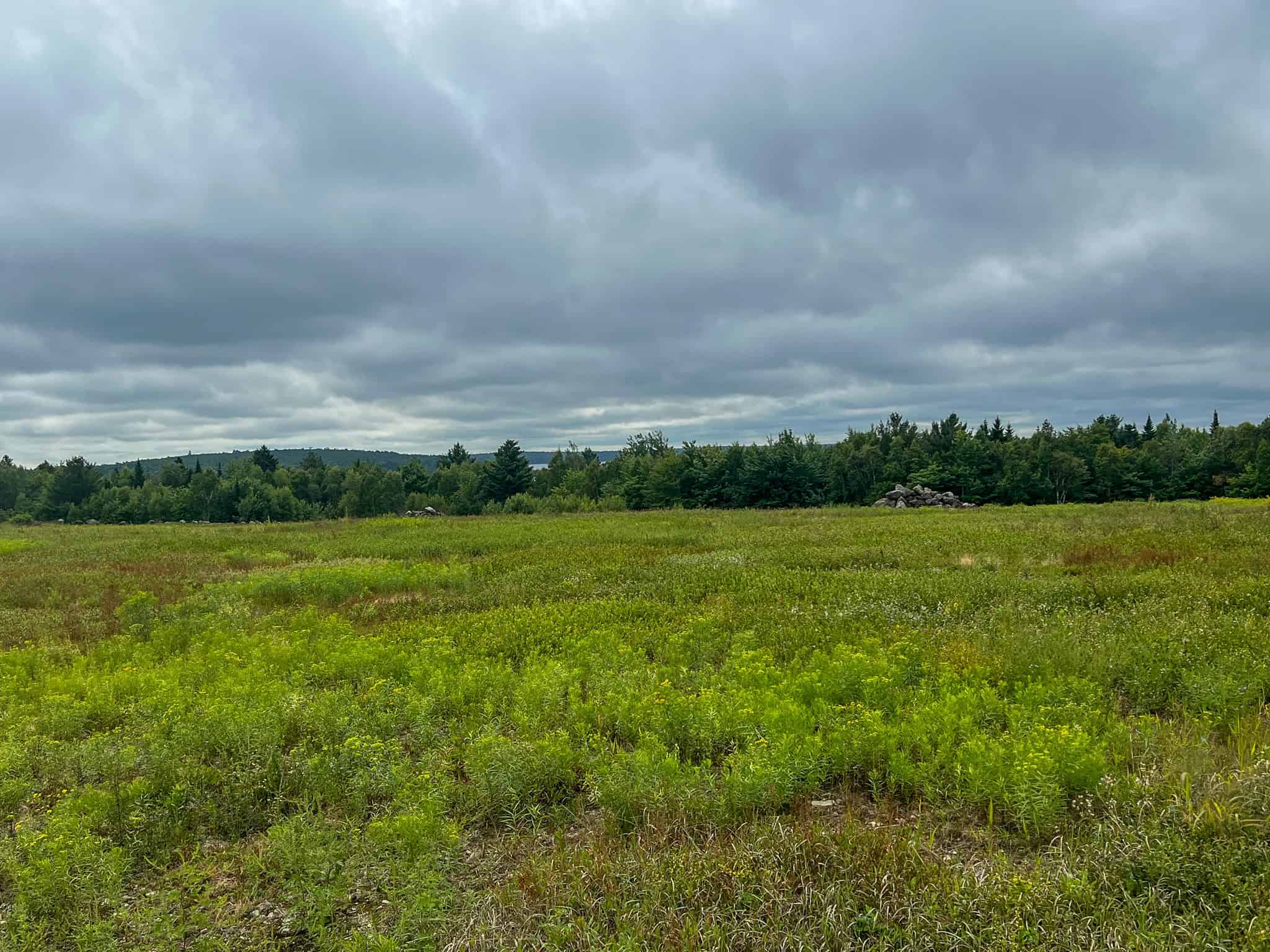 Large Mature Timber Lot with Blueberry Fields