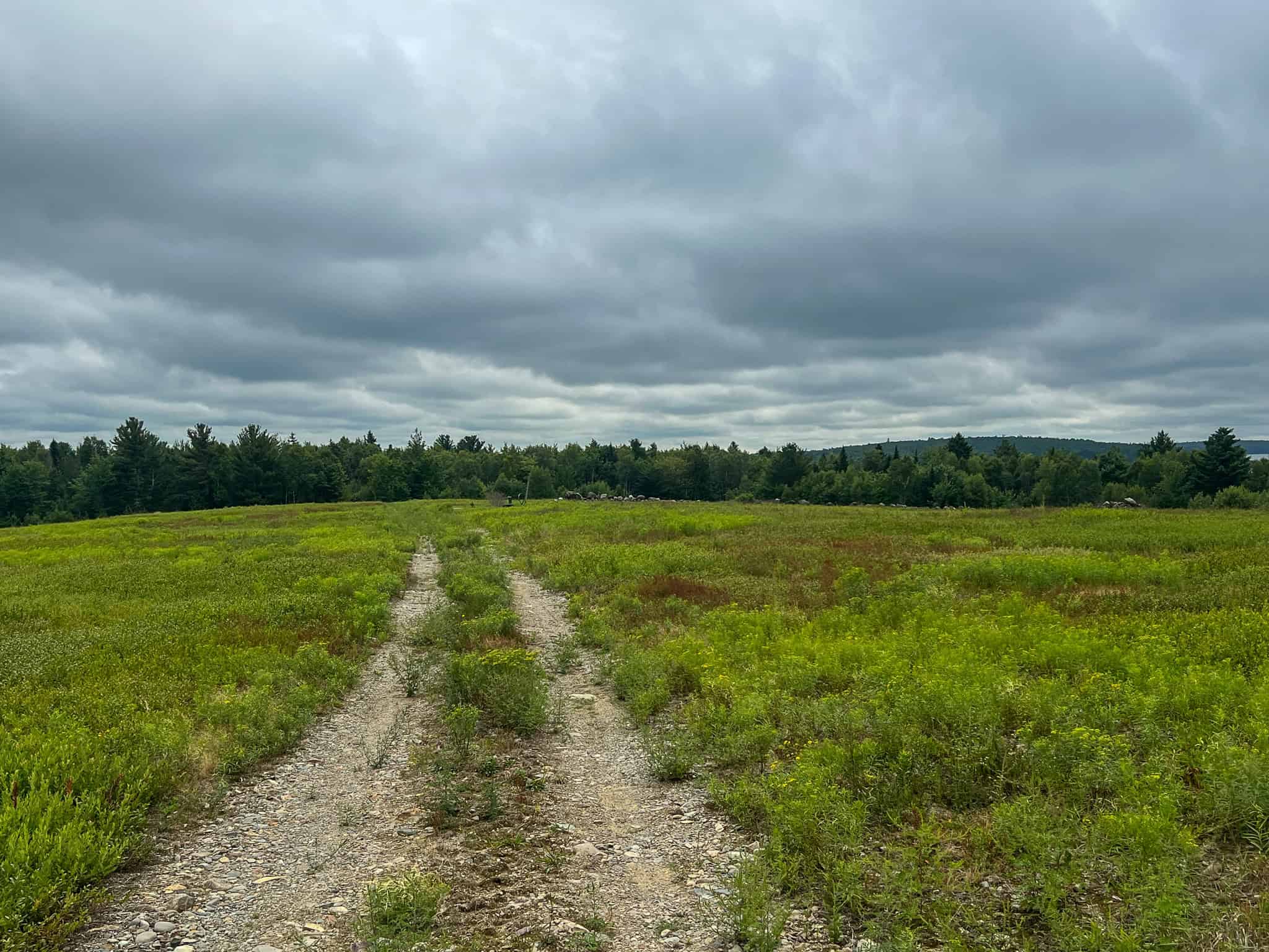 Large Mature Timber Lot with Blueberry Fields