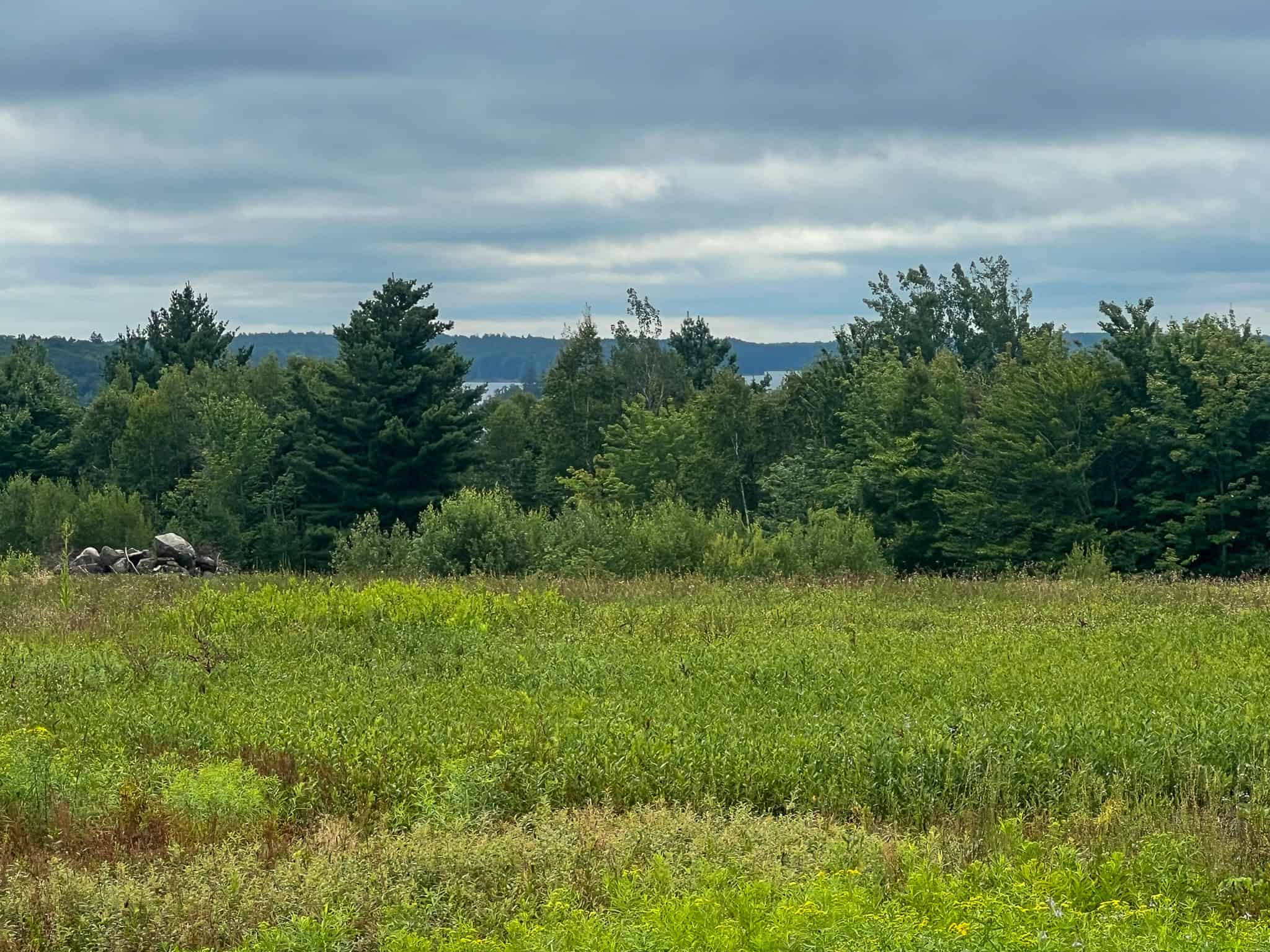Large Mature Timber Lot with Blueberry Fields